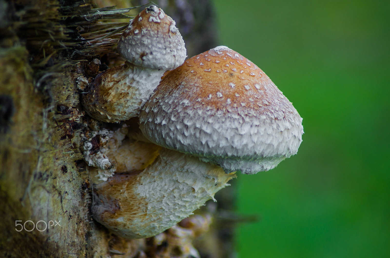 Pentax K-50 + Tamron AF 70-300mm F4-5.6 Di LD Macro sample photo. Mushroom on a tree photography