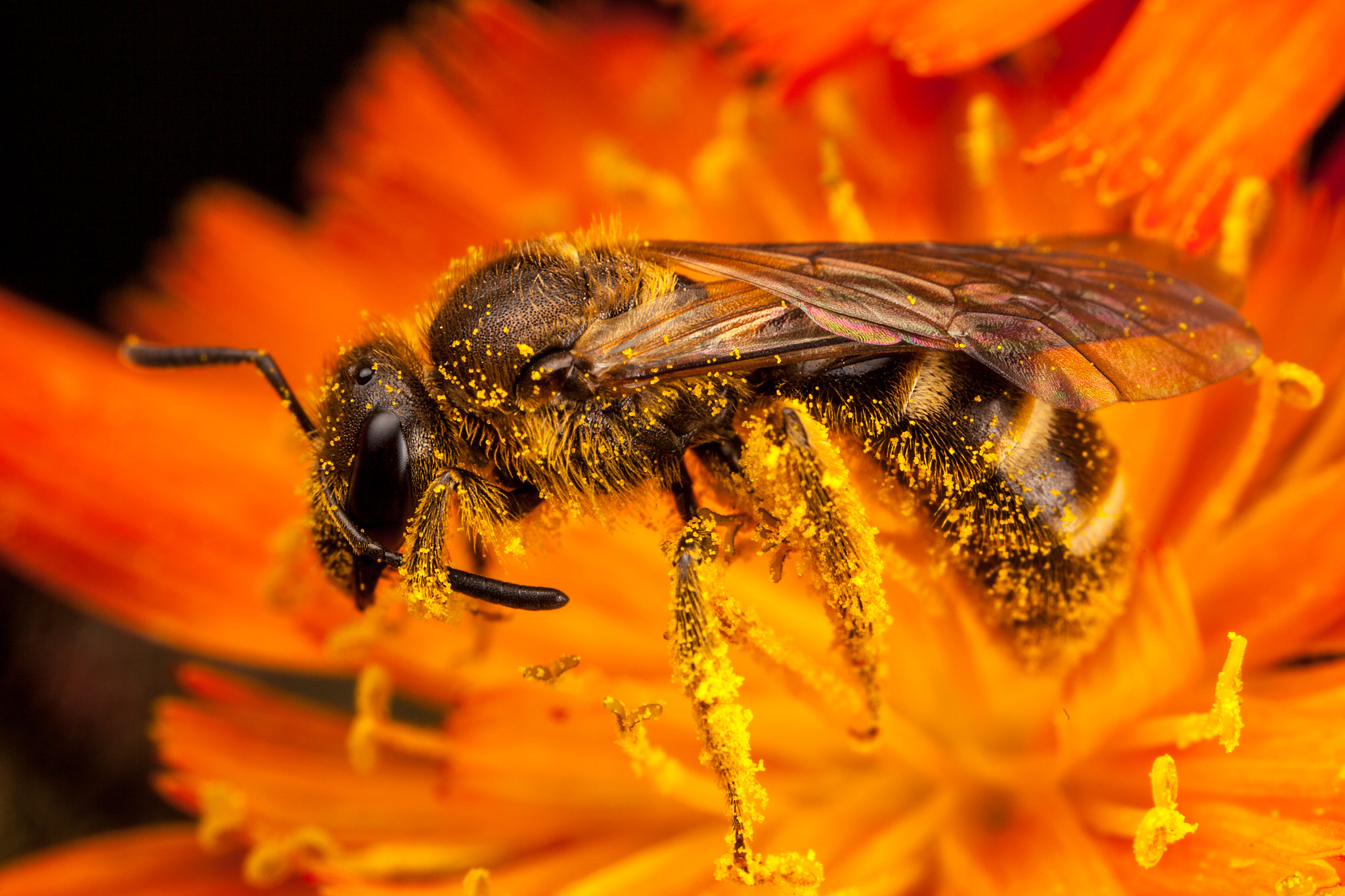 Canon EOS 5D Mark II + Canon MP-E 65mm F2.5 1-5x Macro Photo sample photo. Sweat bee photography