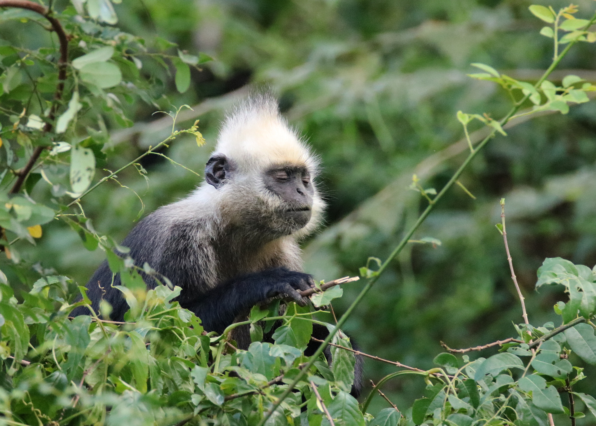 Tamron SP 150-600mm F5-6.3 Di VC USD sample photo. Meditator photography