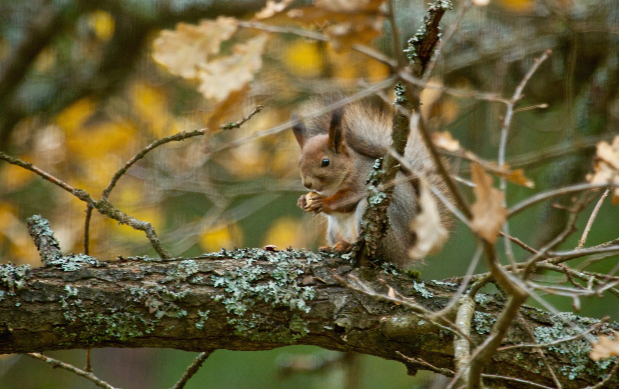 Canon EF 100-400mm F4.5-5.6L IS USM sample photo. Lunch photography