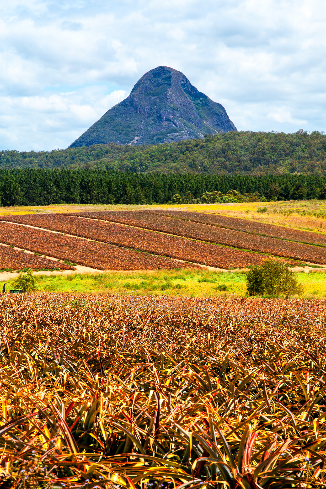 Canon EOS 500D (EOS Rebel T1i / EOS Kiss X3) sample photo. Mount beerwah pineapple farm photography