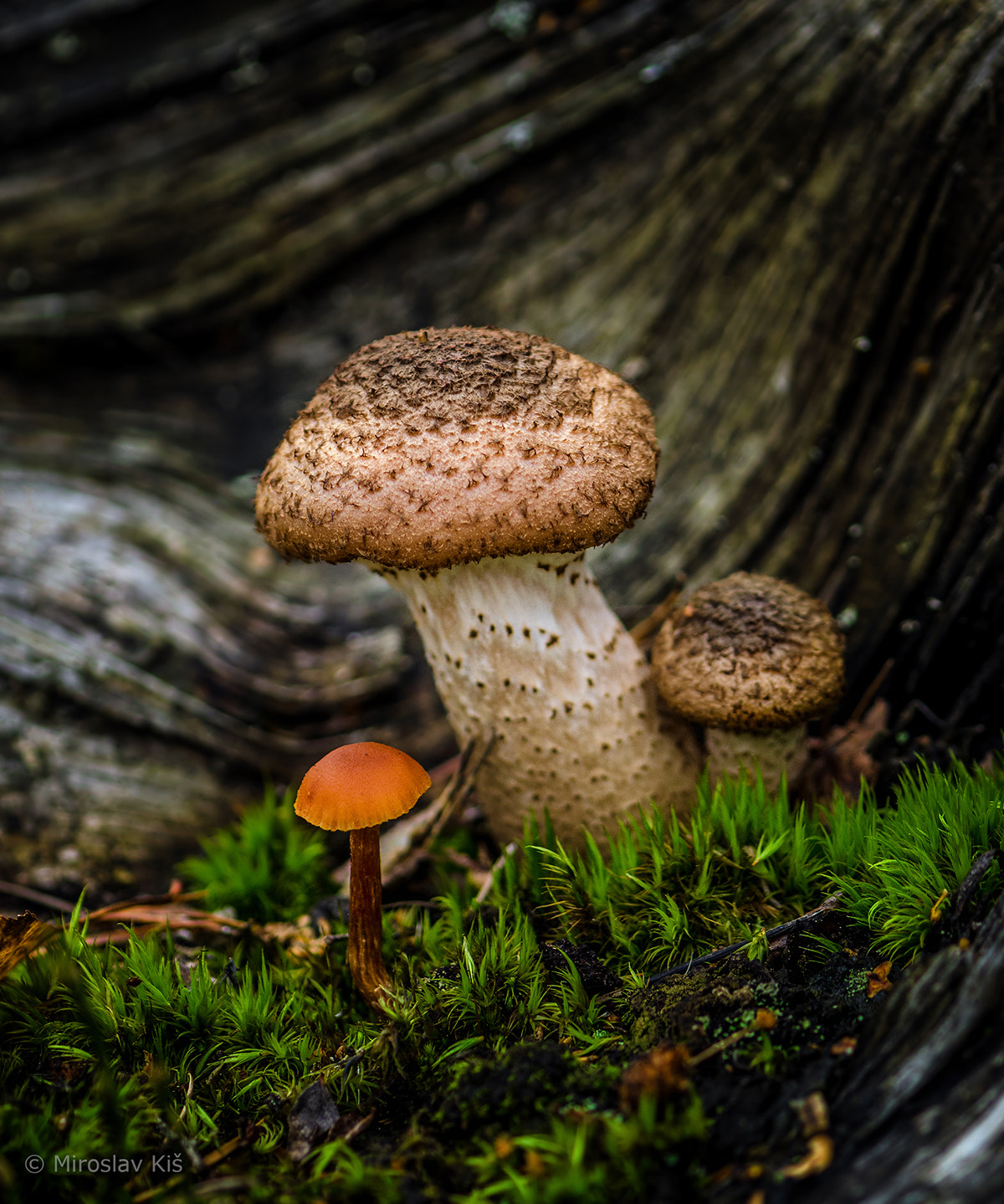 Nikon AF-S Micro-Nikkor 105mm F2.8G IF-ED VR sample photo. Forrest mushrooms photography