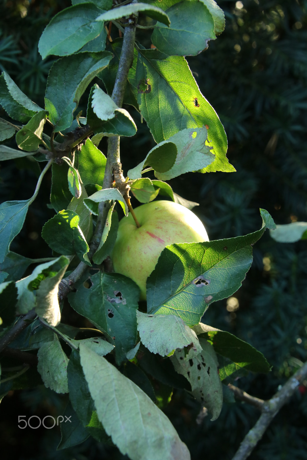 Canon EOS 750D (EOS Rebel T6i / EOS Kiss X8i) sample photo. Appletree photography