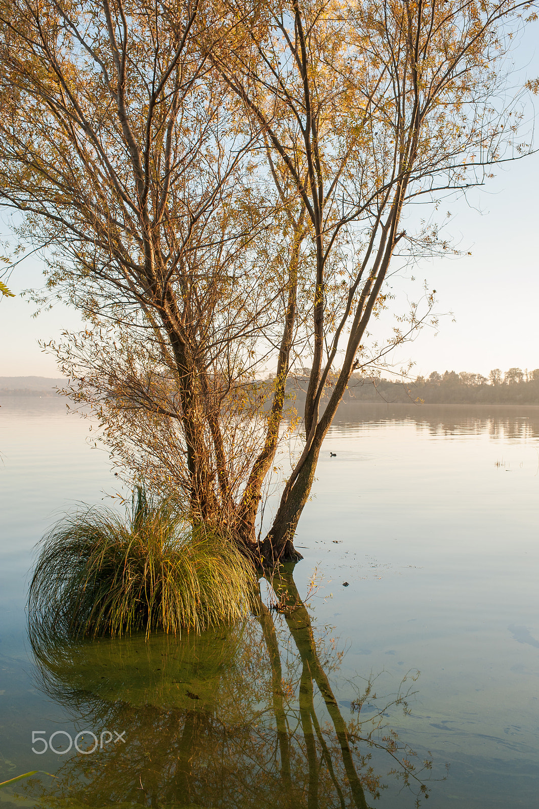 Nikon D700 sample photo. Trees " series " photography