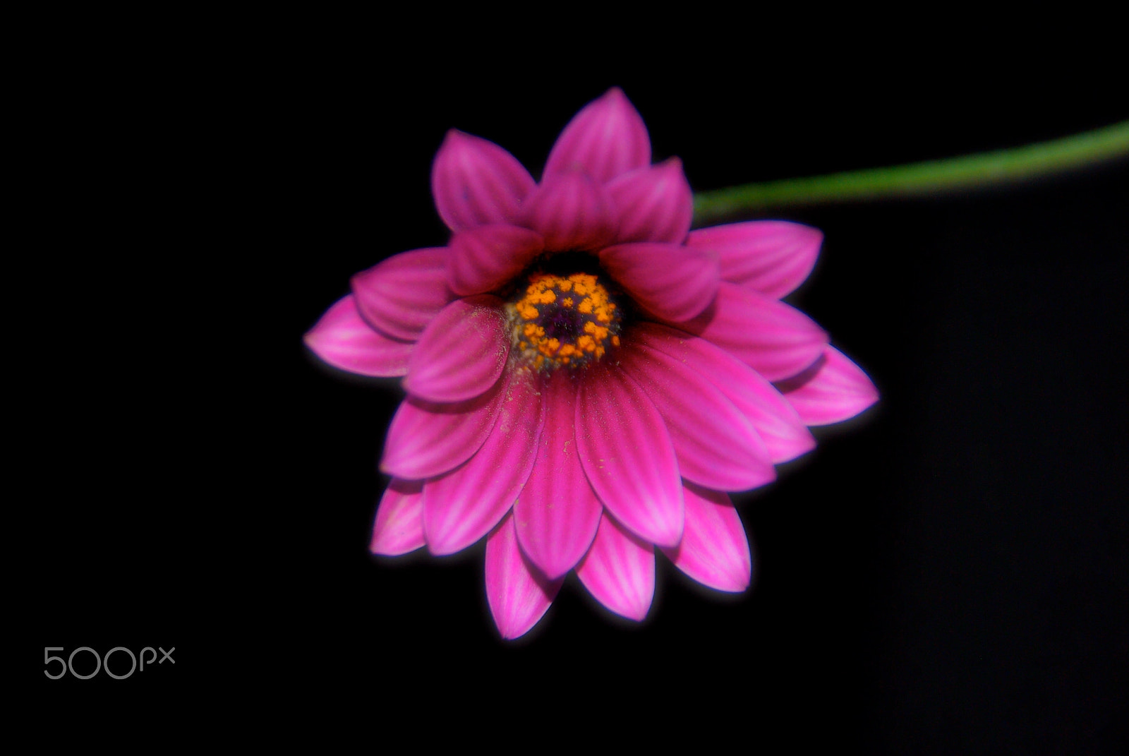 Pentax K10D sample photo. Black background photography