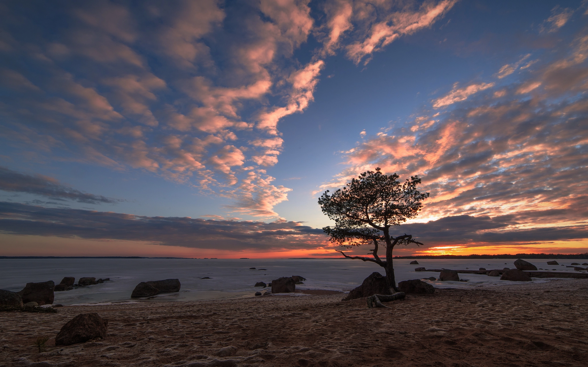 Nikon D3 sample photo. Lonely pine photography
