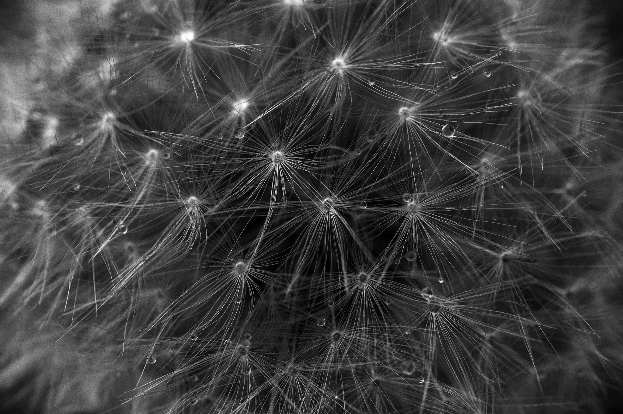 Sony E 30mm F3.5 Macro sample photo. Electric dandelion b&w photography