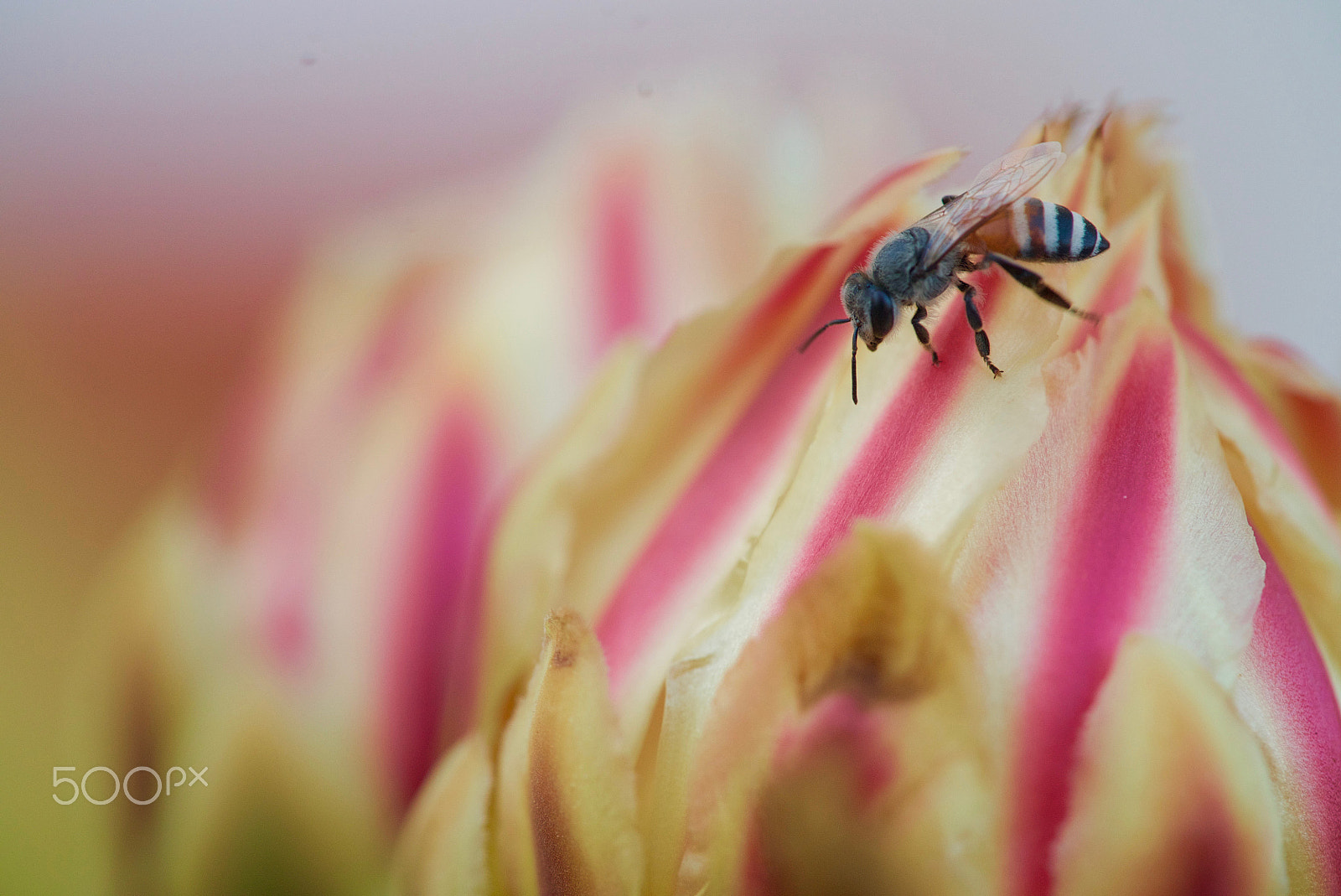 Sony a7S + Sony FE 90mm F2.8 Macro G OSS sample photo. Bee on flower photography