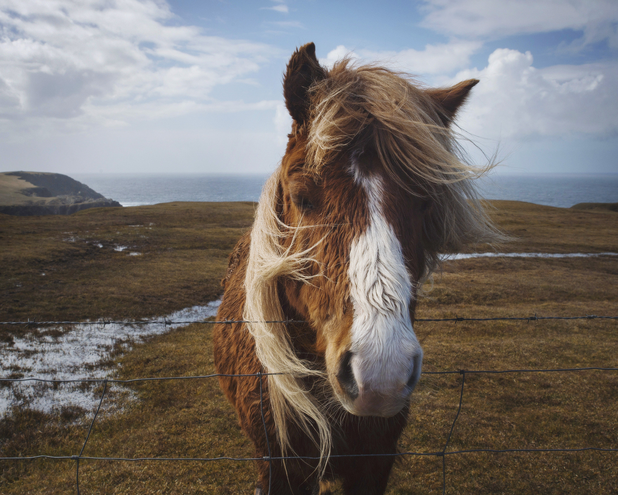 Nikon Df sample photo. A shetland pony 2 photography