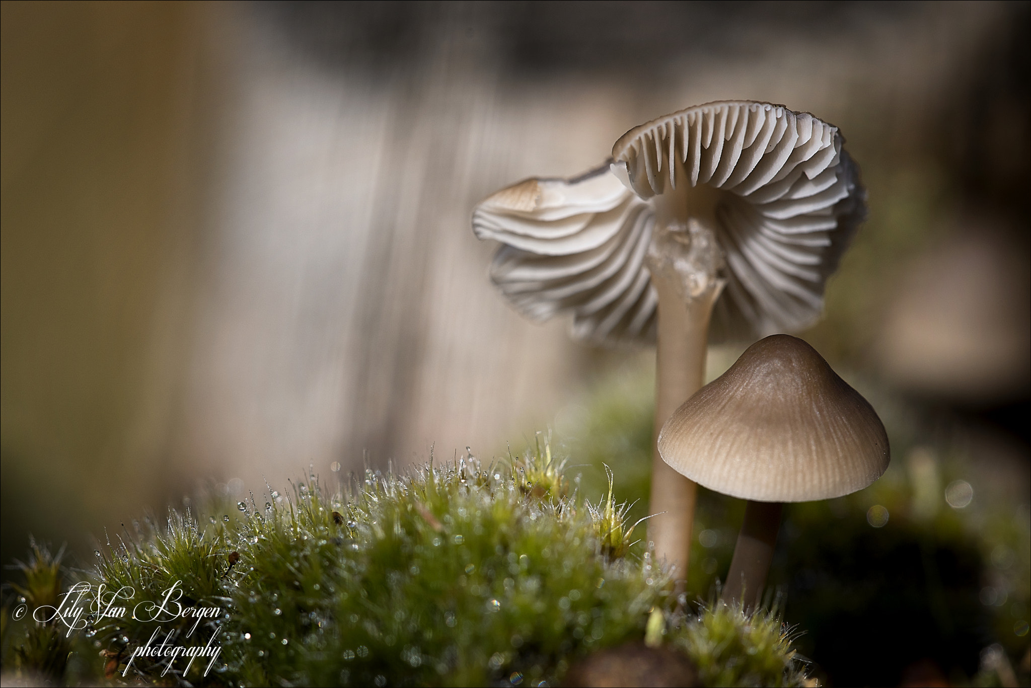Nikon D810 sample photo. Mushroom in beisbroek photography