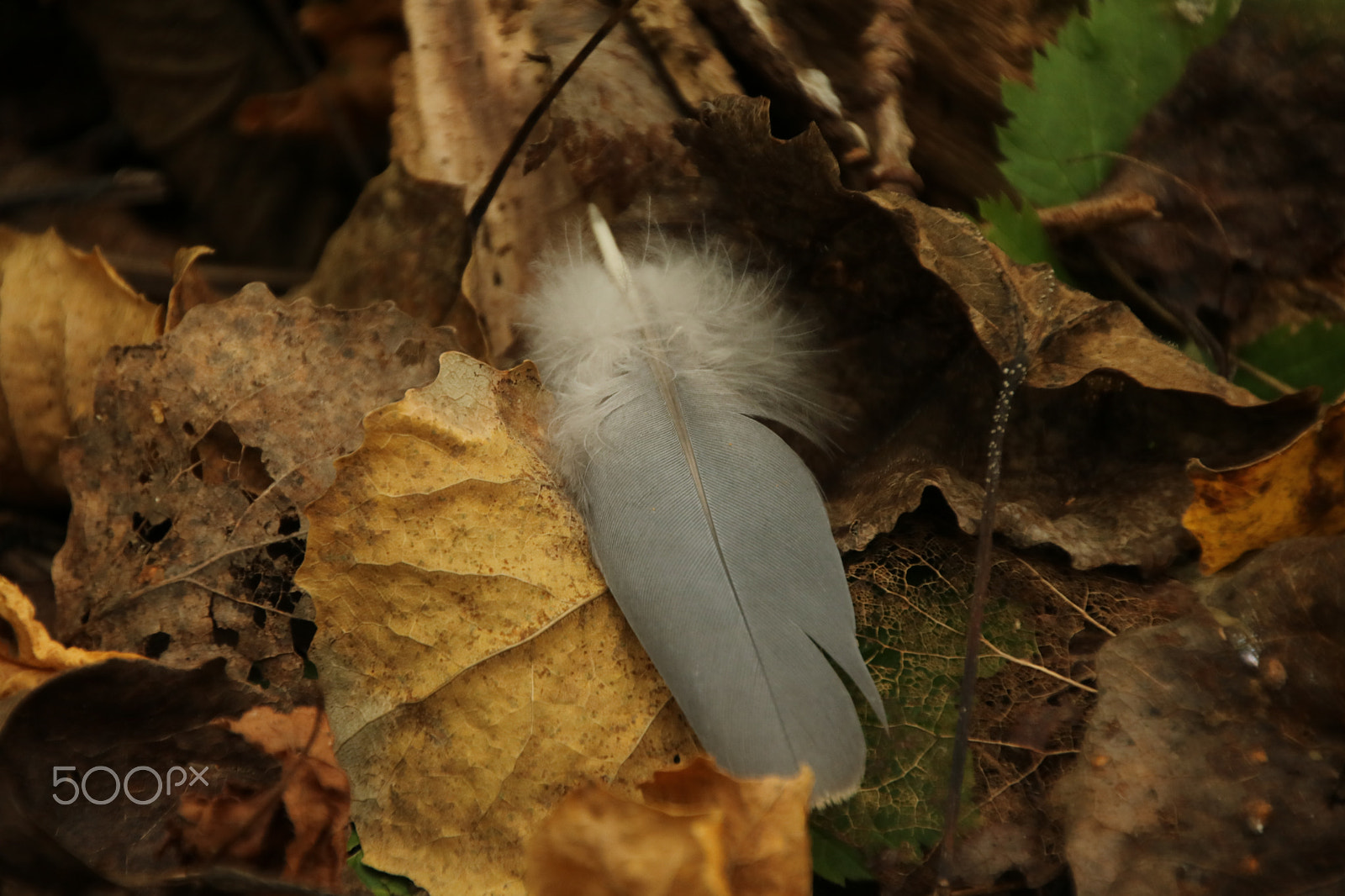 Canon EOS 750D (EOS Rebel T6i / EOS Kiss X8i) sample photo. Feather photography