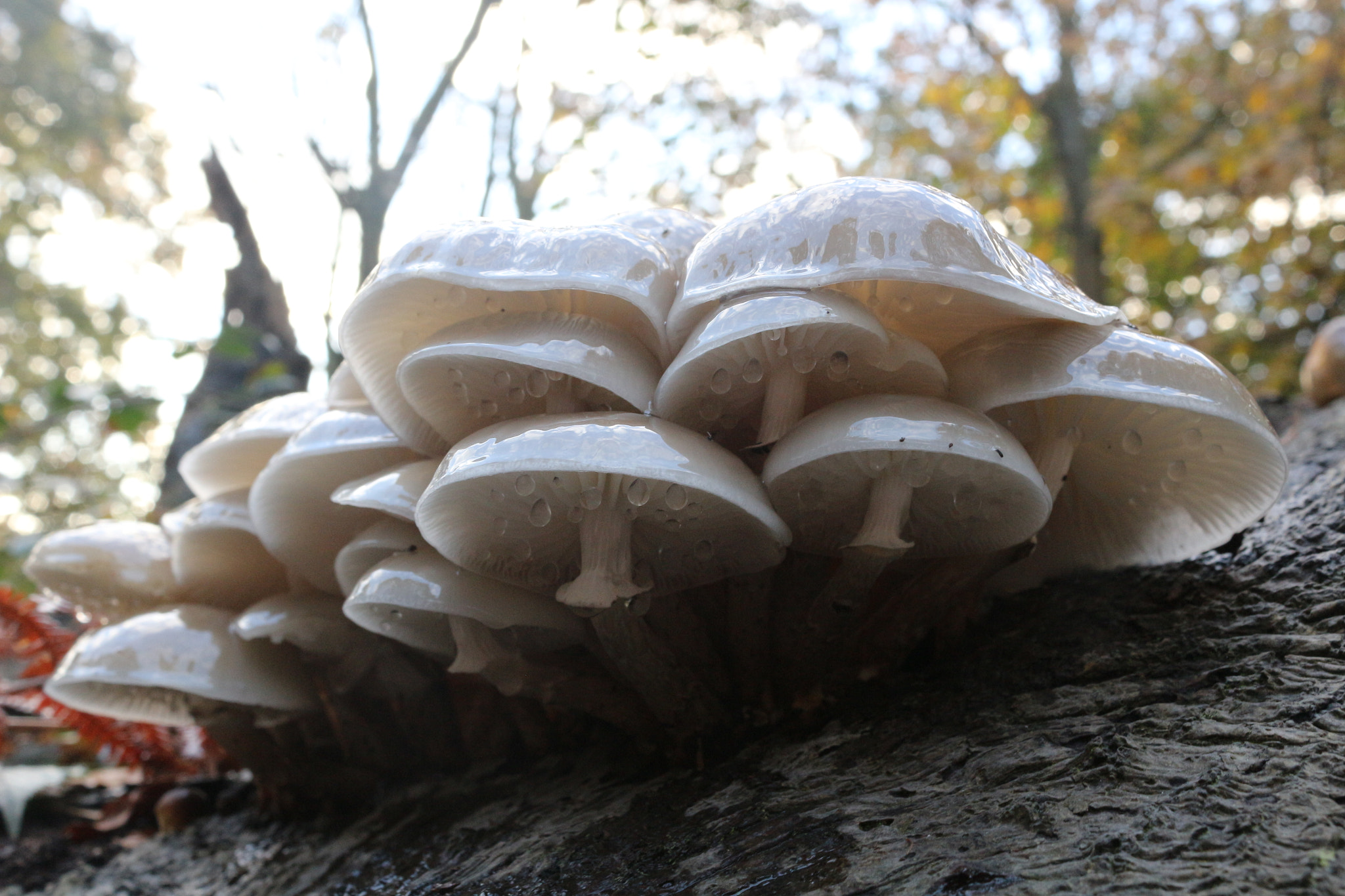 Canon EOS 100D (EOS Rebel SL1 / EOS Kiss X7) sample photo. Rainy mushrooms photography