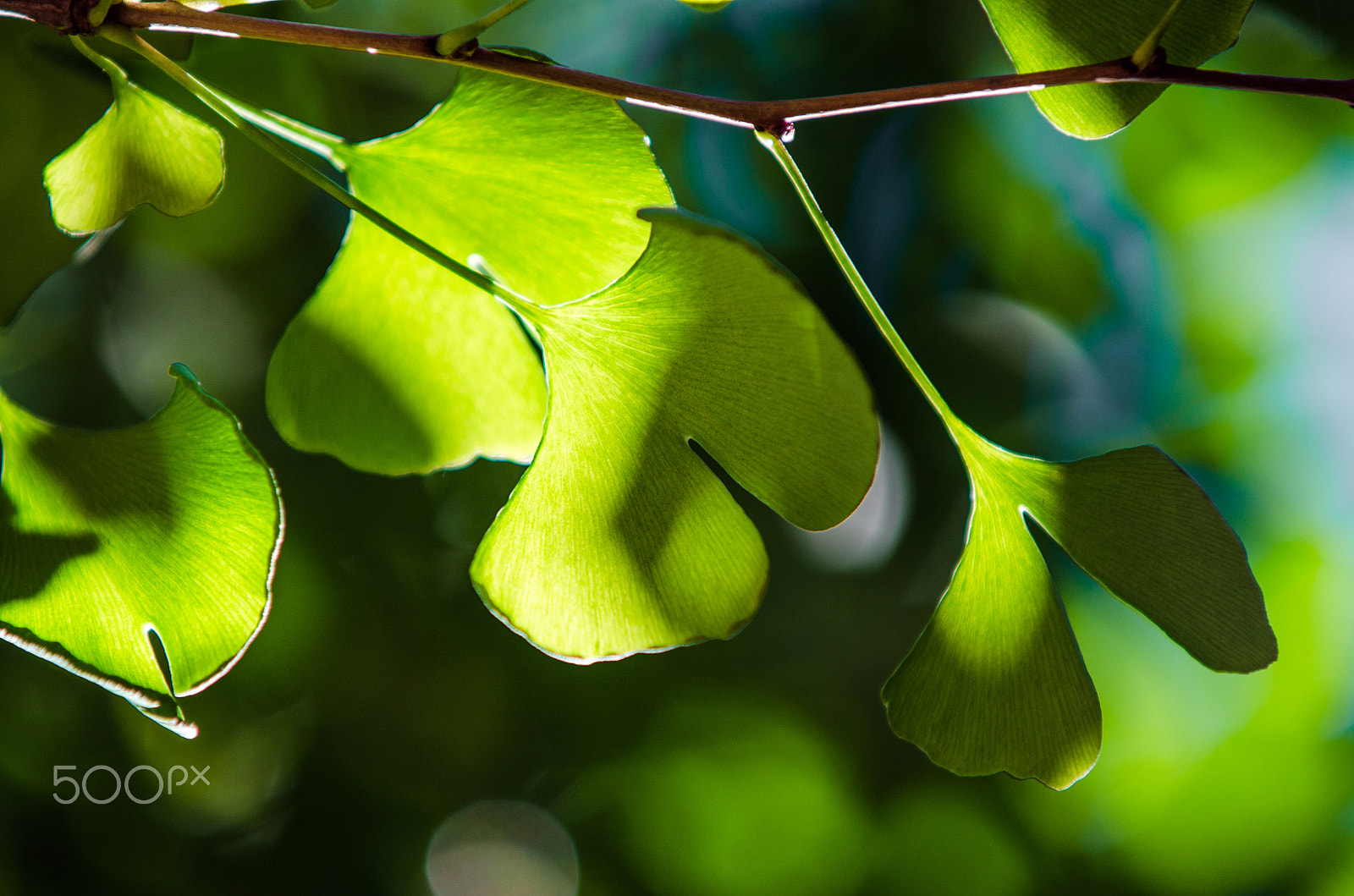 AF-S Zoom-Nikkor 80-200mm f/2.8D IF-ED sample photo. Leaves photography