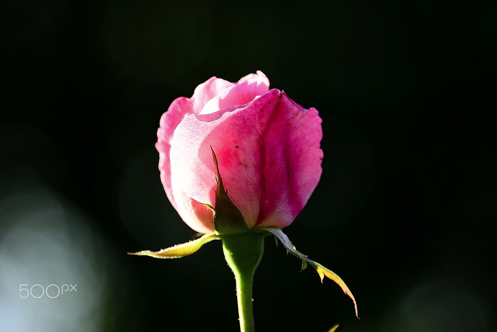 Nikon D200 sample photo. Rose bud natural light photography
