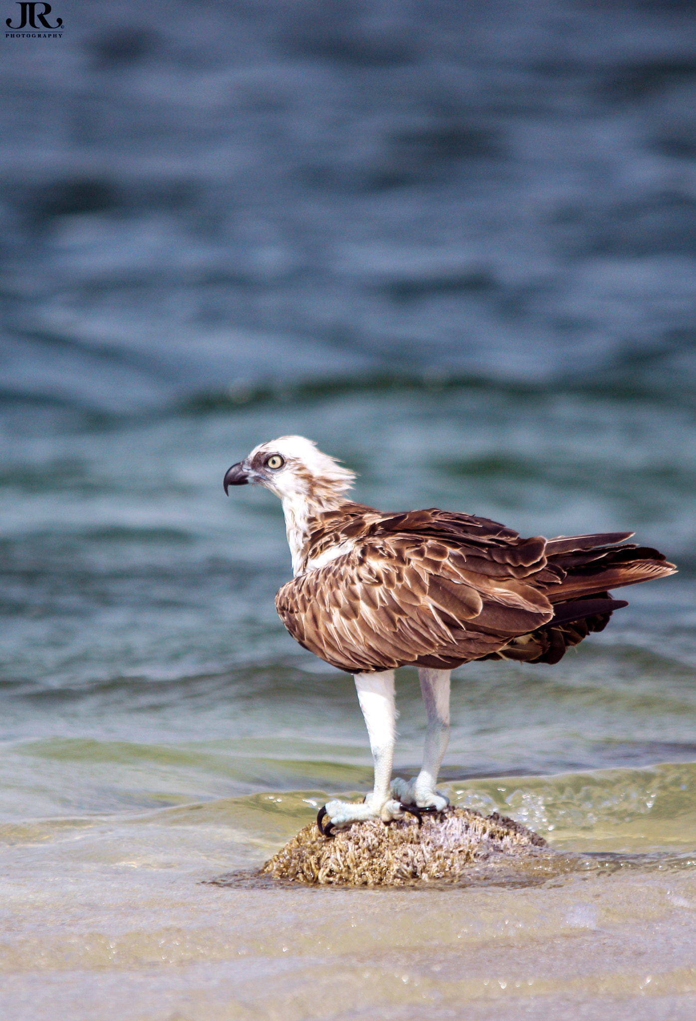 Sigma 150-500mm F5-6.3 DG OS HSM sample photo. Osprey (pandion haliaetus) photography