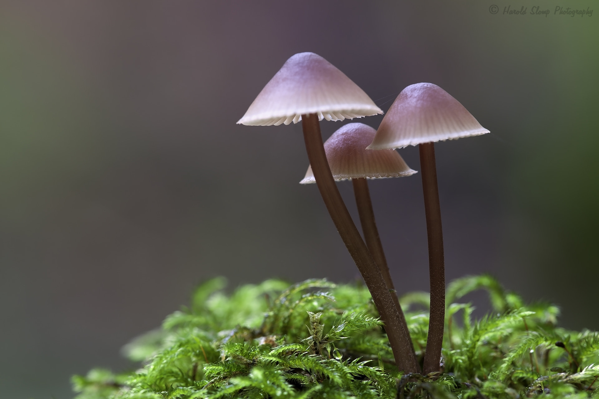Canon EF 180mm F3.5L Macro USM sample photo. Mycena photography