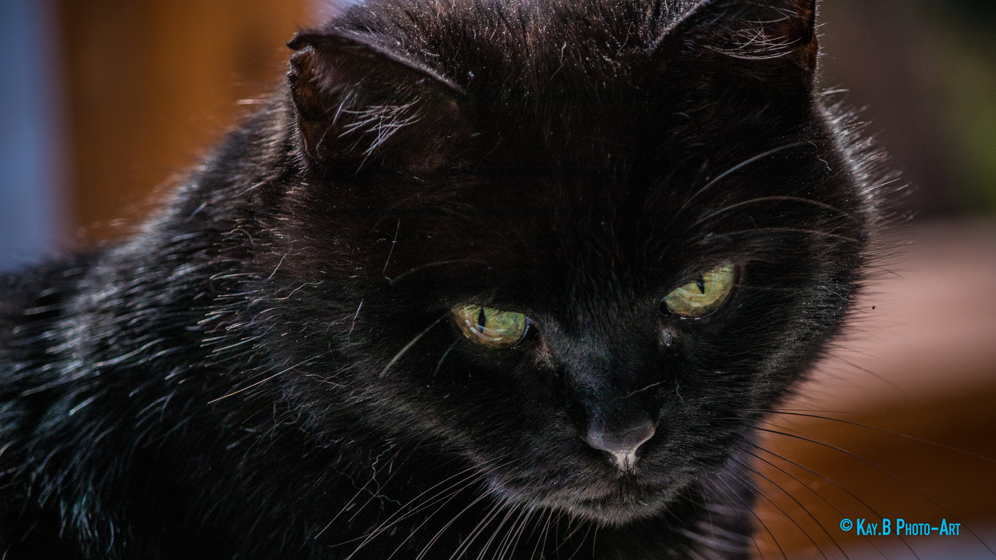 Canon EF-S 55-250mm F4-5.6 IS II sample photo. Img photography