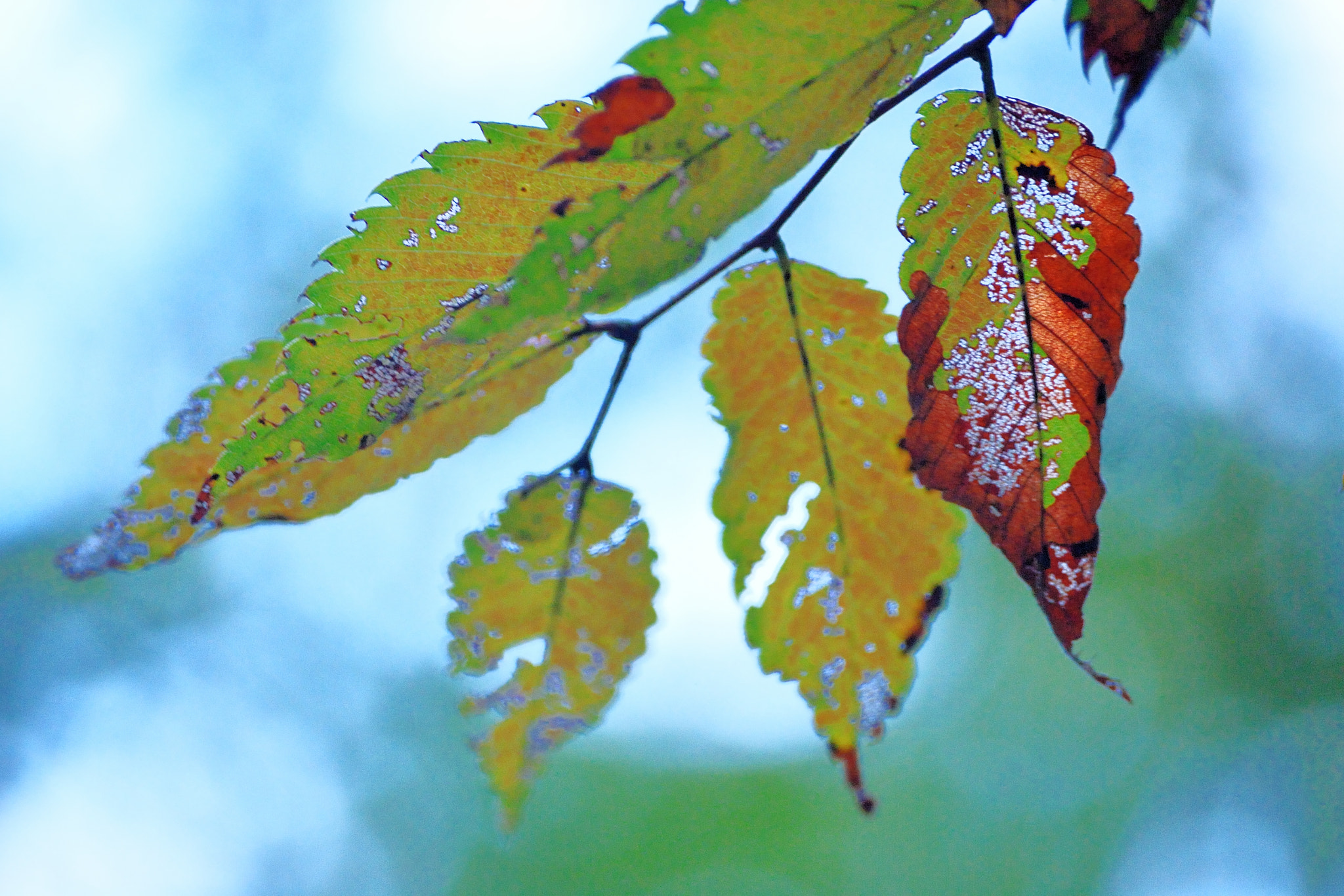 Nikon D200 sample photo. Autumn color photography