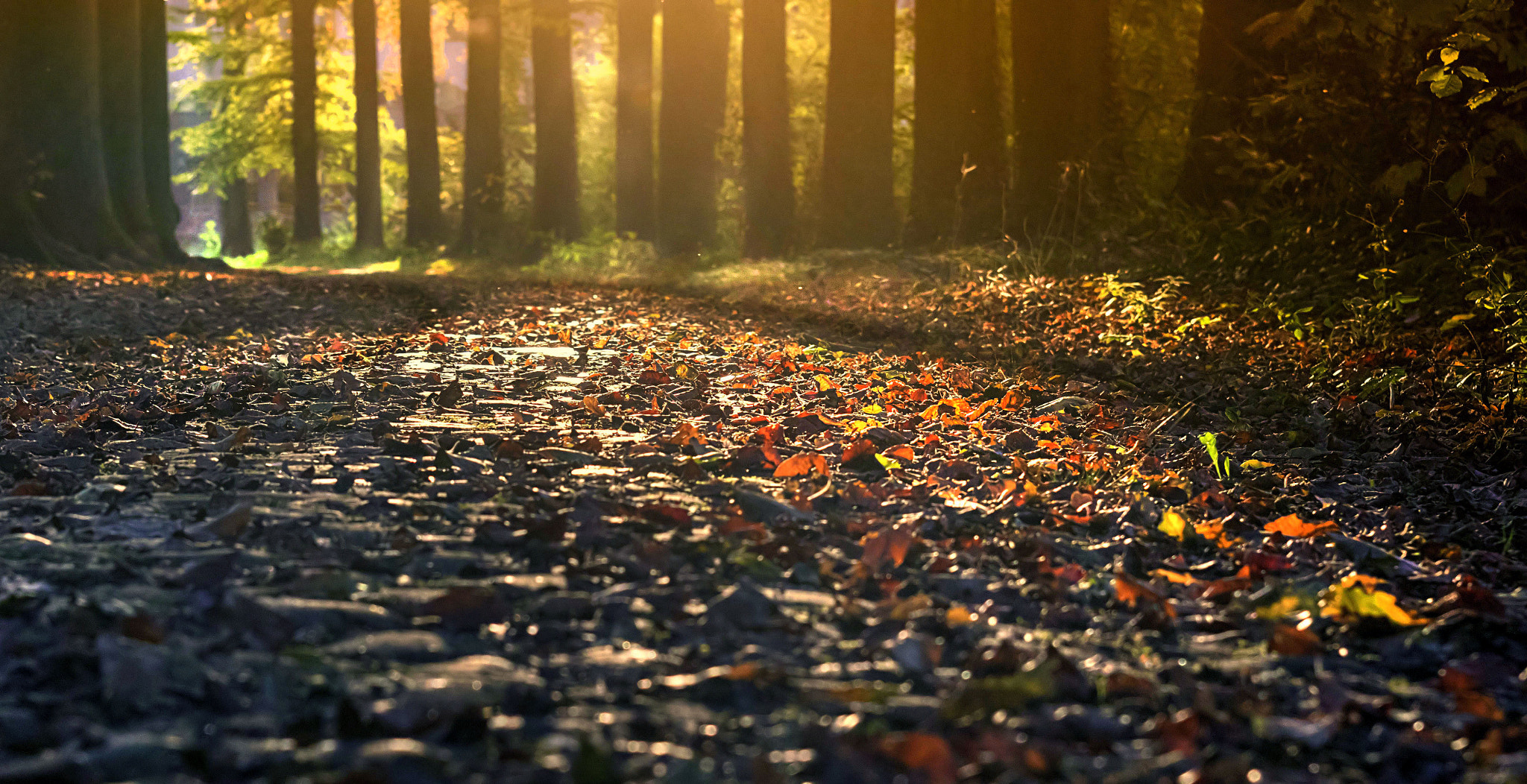 EF28-70mm f/2.8L USM sample photo. Autumn sunset on a forest path photography