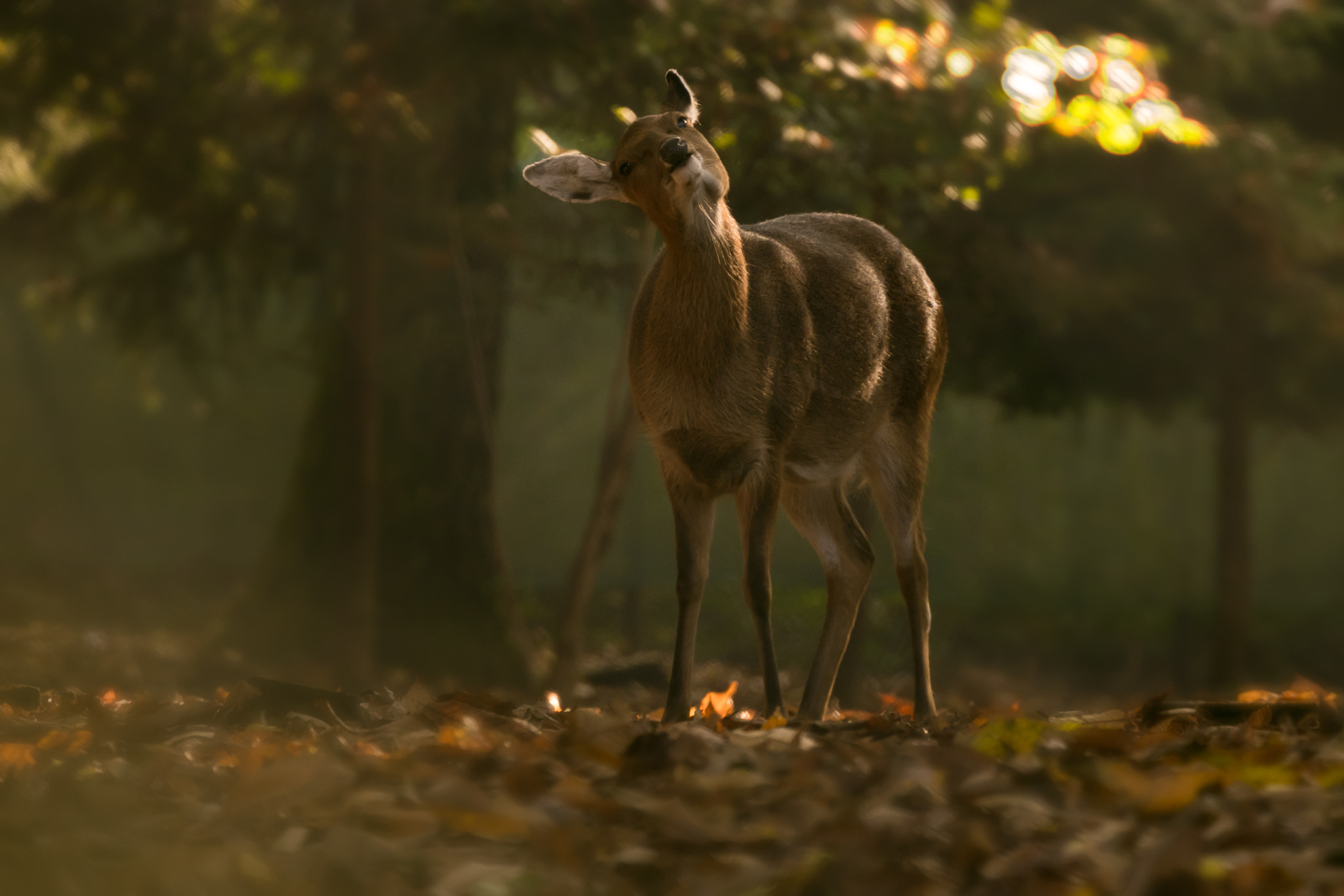 Canon EF 70-300mm F4-5.6L IS USM sample photo. Natural park. female deer photography