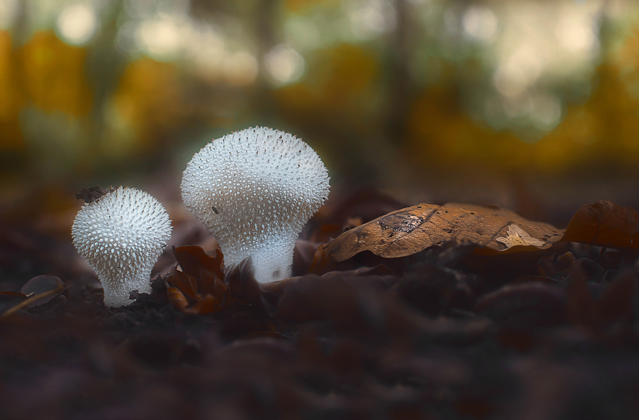 Panasonic Lumix DMC-GF6 + Sigma 30mm F2.8 DN Art sample photo. Devils snuff-box. photography
