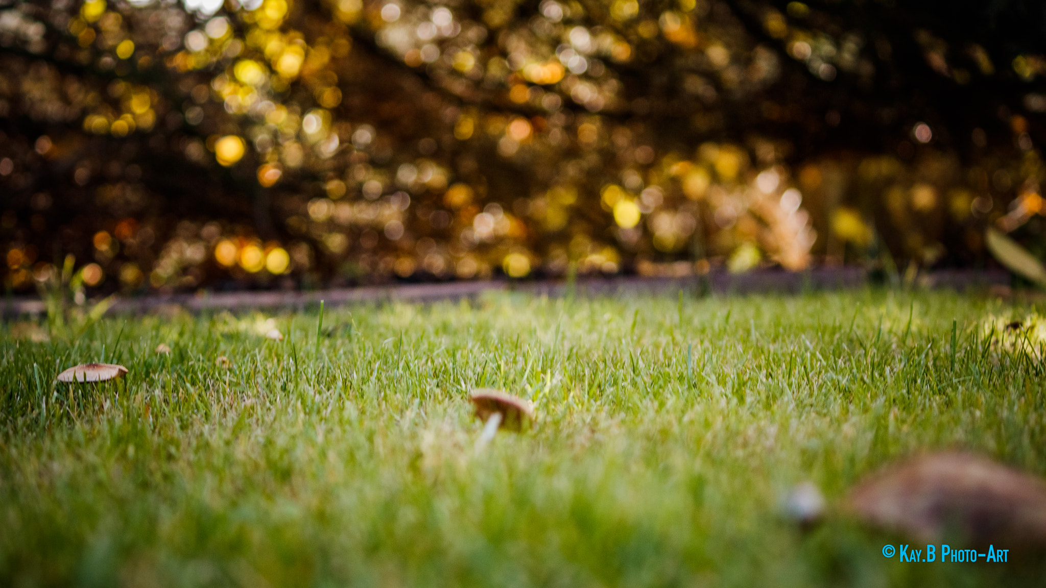 Canon EF-S 55-250mm F4-5.6 IS II sample photo. Img photography