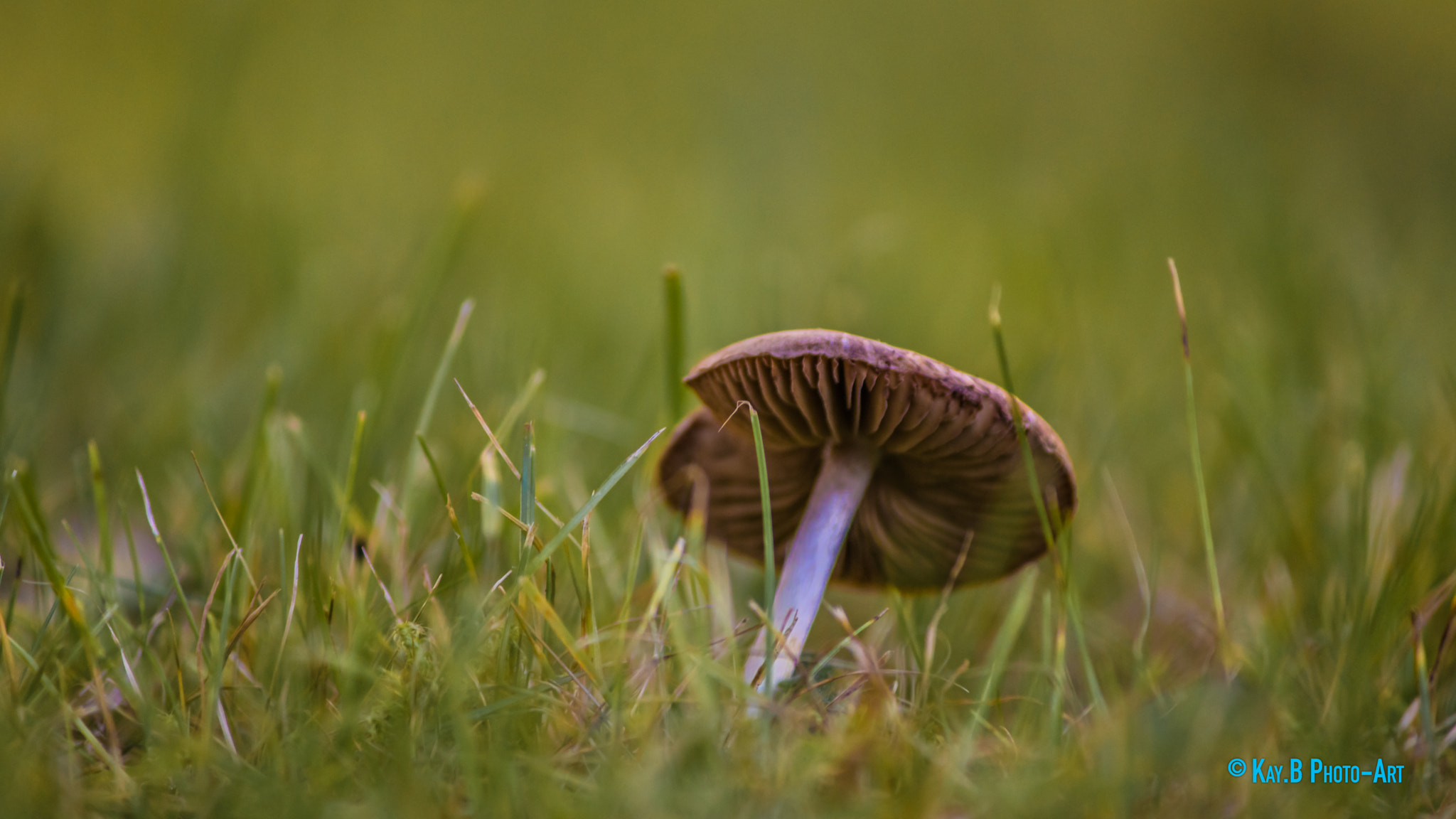 Canon EF-S 55-250mm F4-5.6 IS II sample photo. Img photography