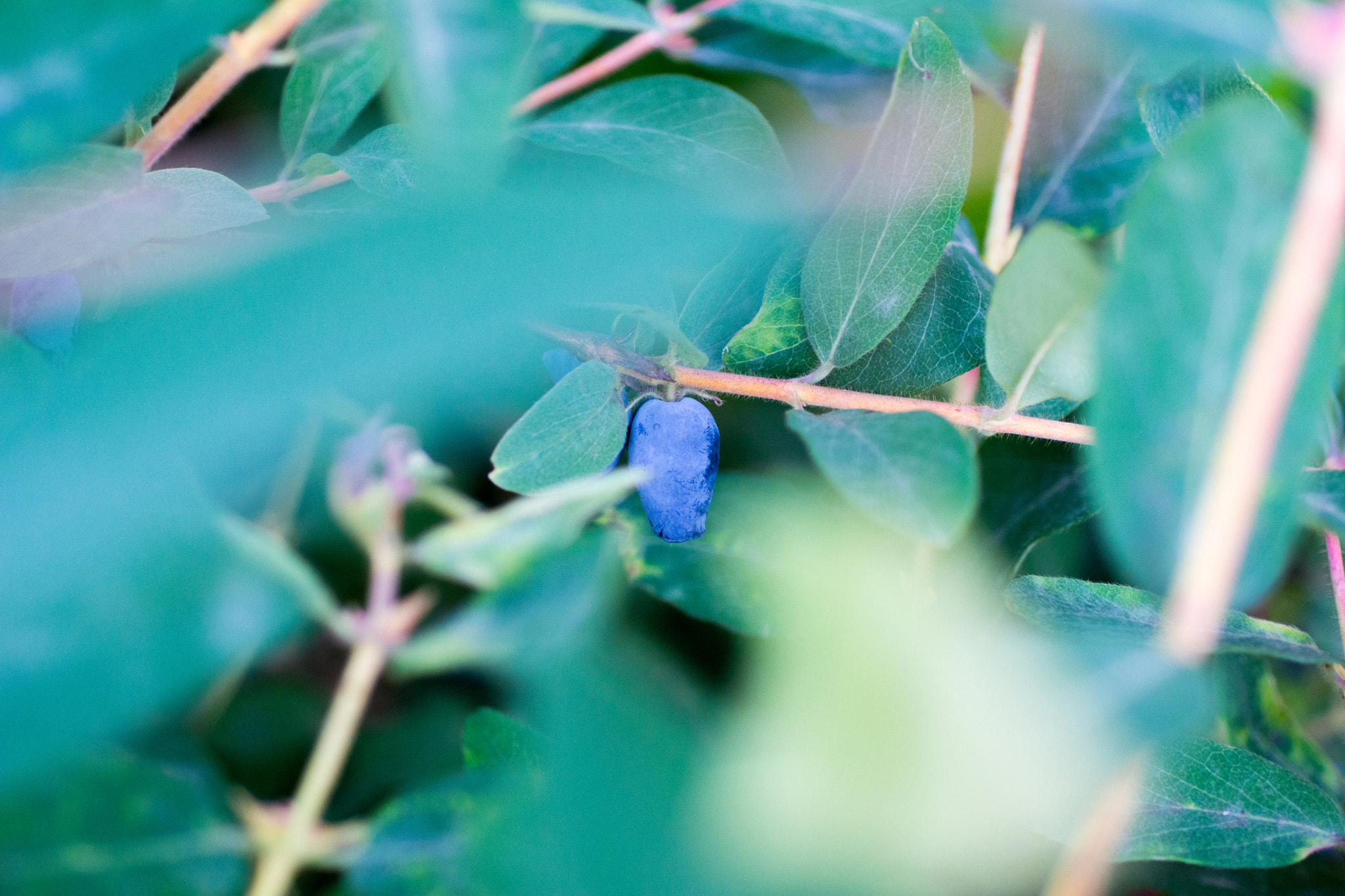 Nikon D7100 + Nikon AF Micro-Nikkor 60mm F2.8D sample photo. The color of summer photography