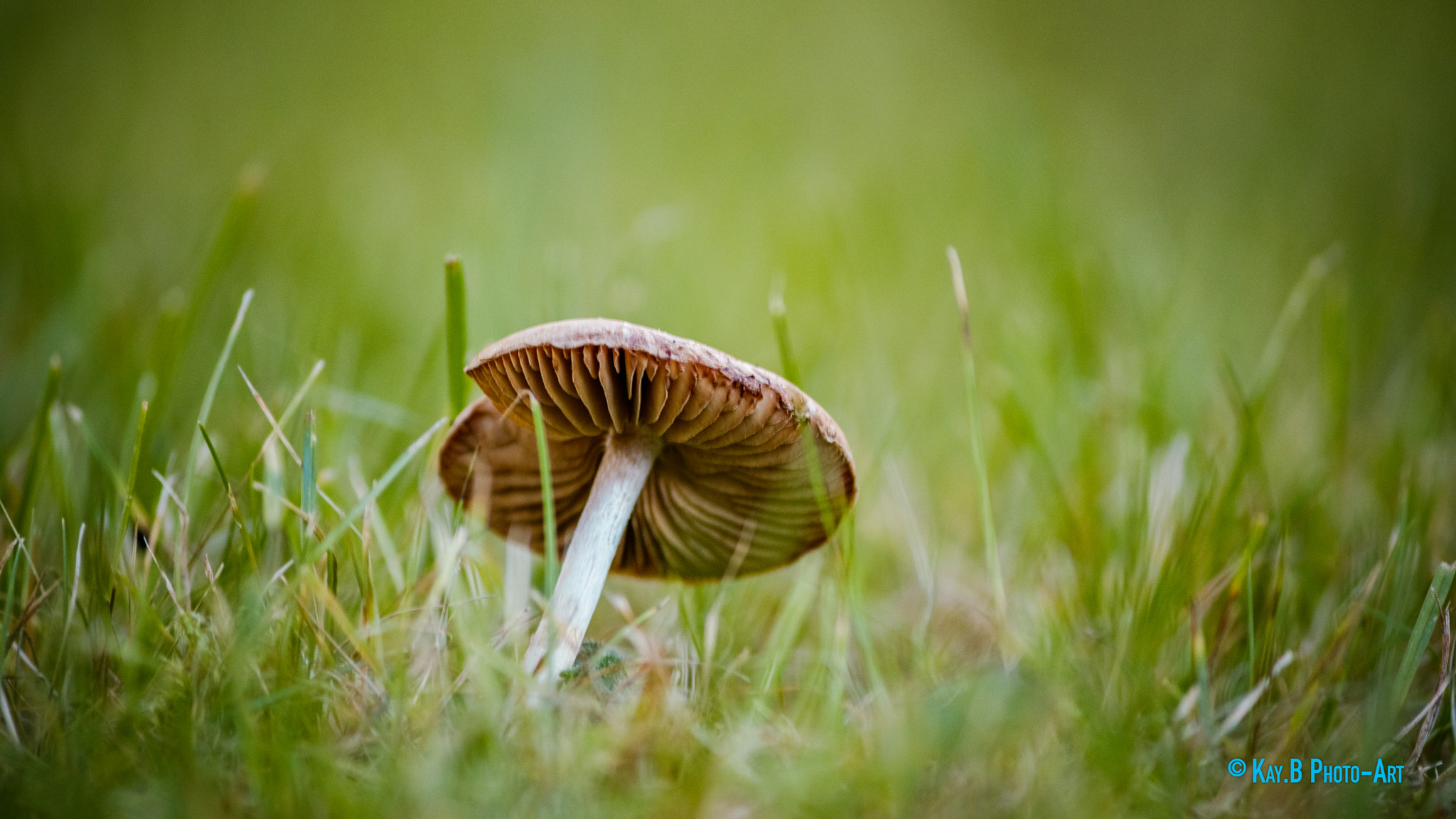 Canon EF-S 55-250mm F4-5.6 IS II sample photo. Img photography
