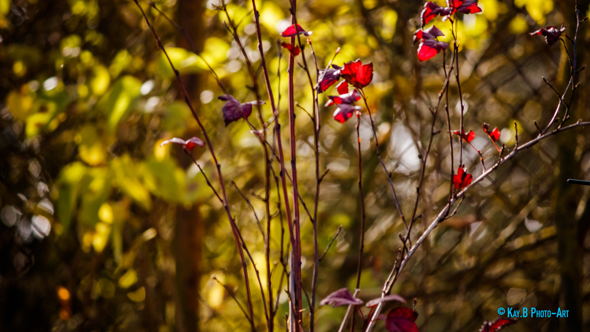 Canon EF-S 55-250mm F4-5.6 IS II sample photo. Img photography