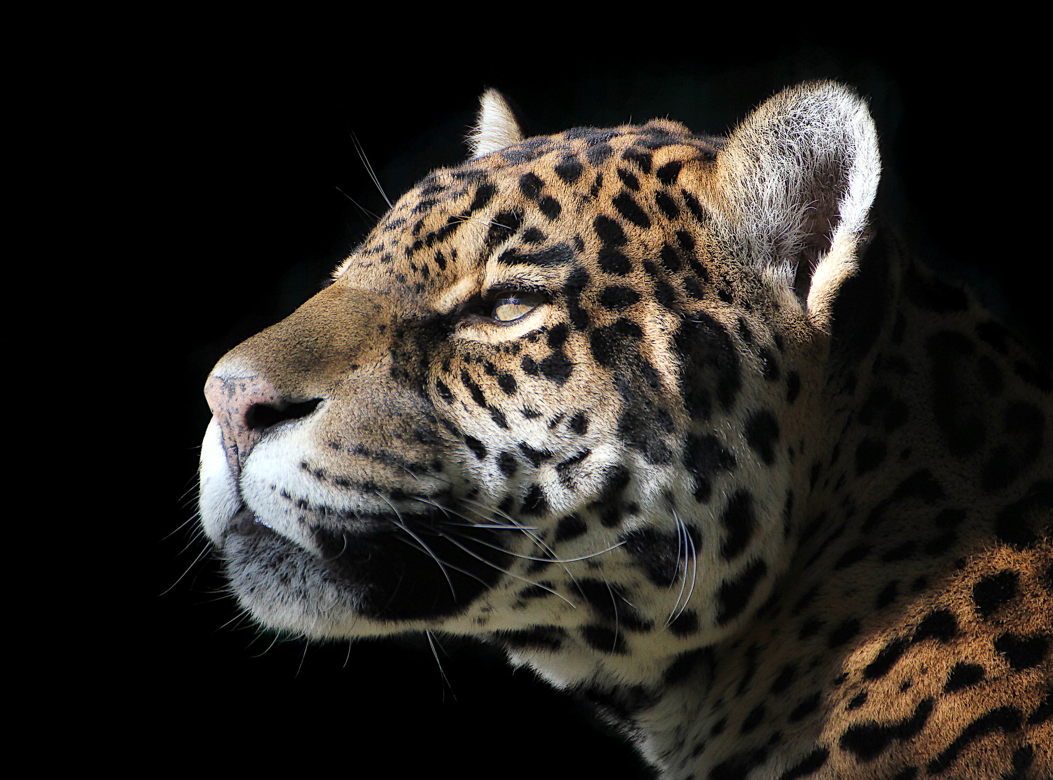 Tamron SP 35mm F1.8 Di VC USD sample photo. Jaguar photography