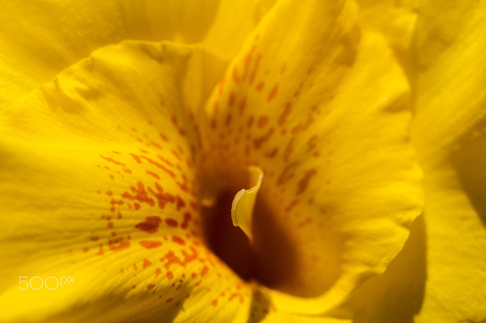 Canon EF 100mm F2.8L Macro IS USM sample photo. Flor amarillo 1 photography