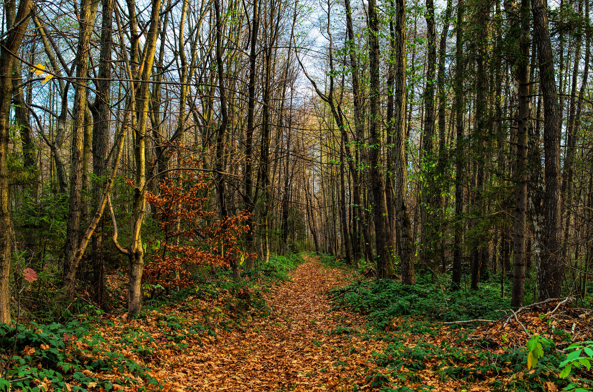 Pentax K-5 IIs + Pentax smc FA 31mm F1.8 AL Limited sample photo. Autumn forest. photography