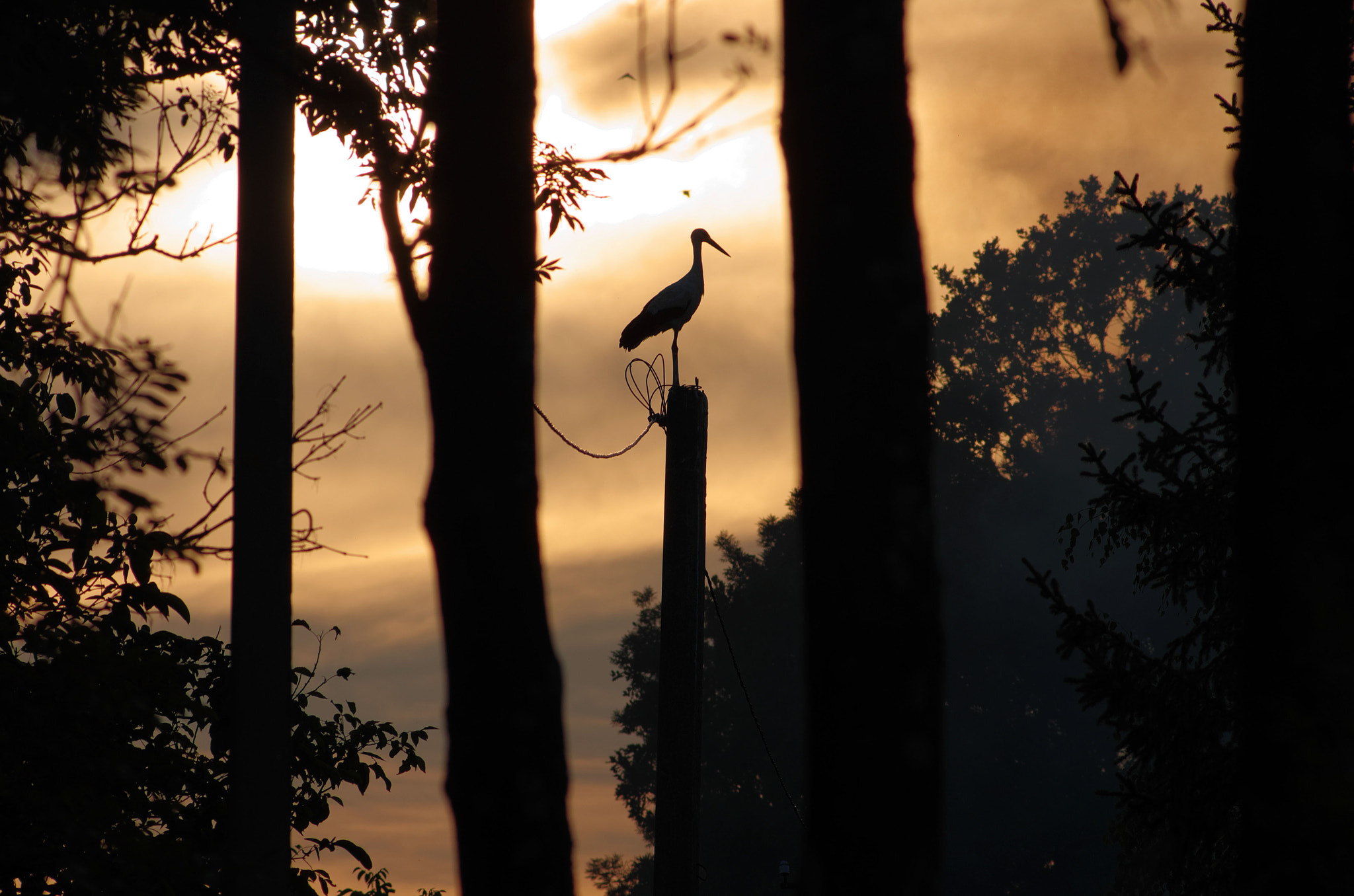 Pentax K-5 IIs sample photo. Silhouette. photography