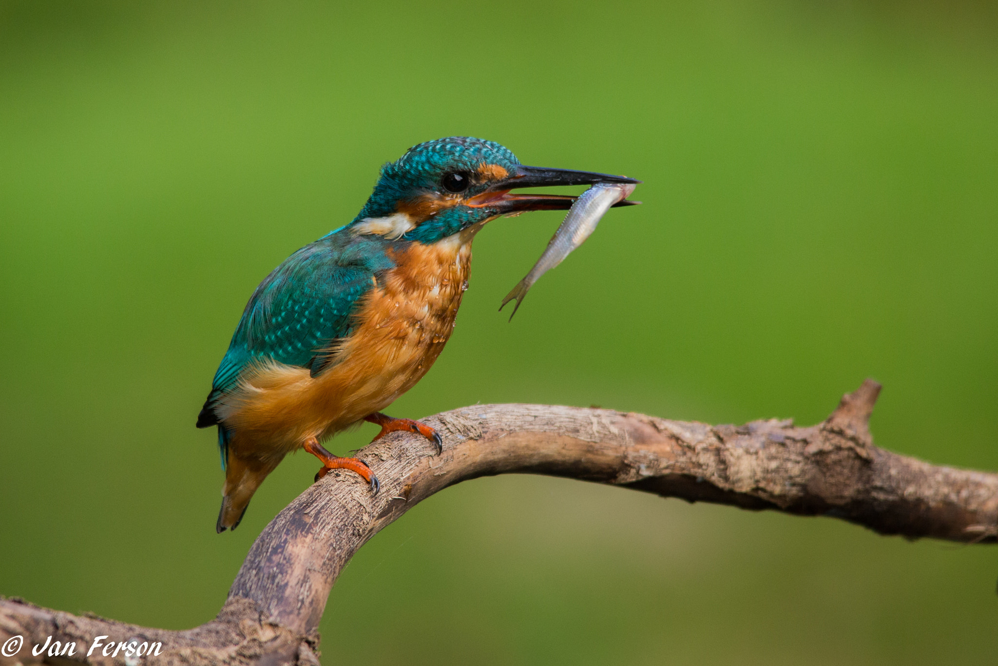 Sigma 150-500mm F5-6.3 DG OS HSM sample photo. Fish in its own juice :) photography