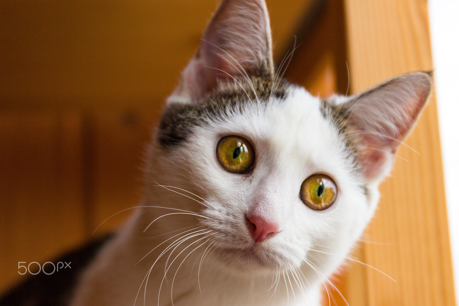 Canon EF 24-70mm F4L IS USM sample photo. Theona the cat photography