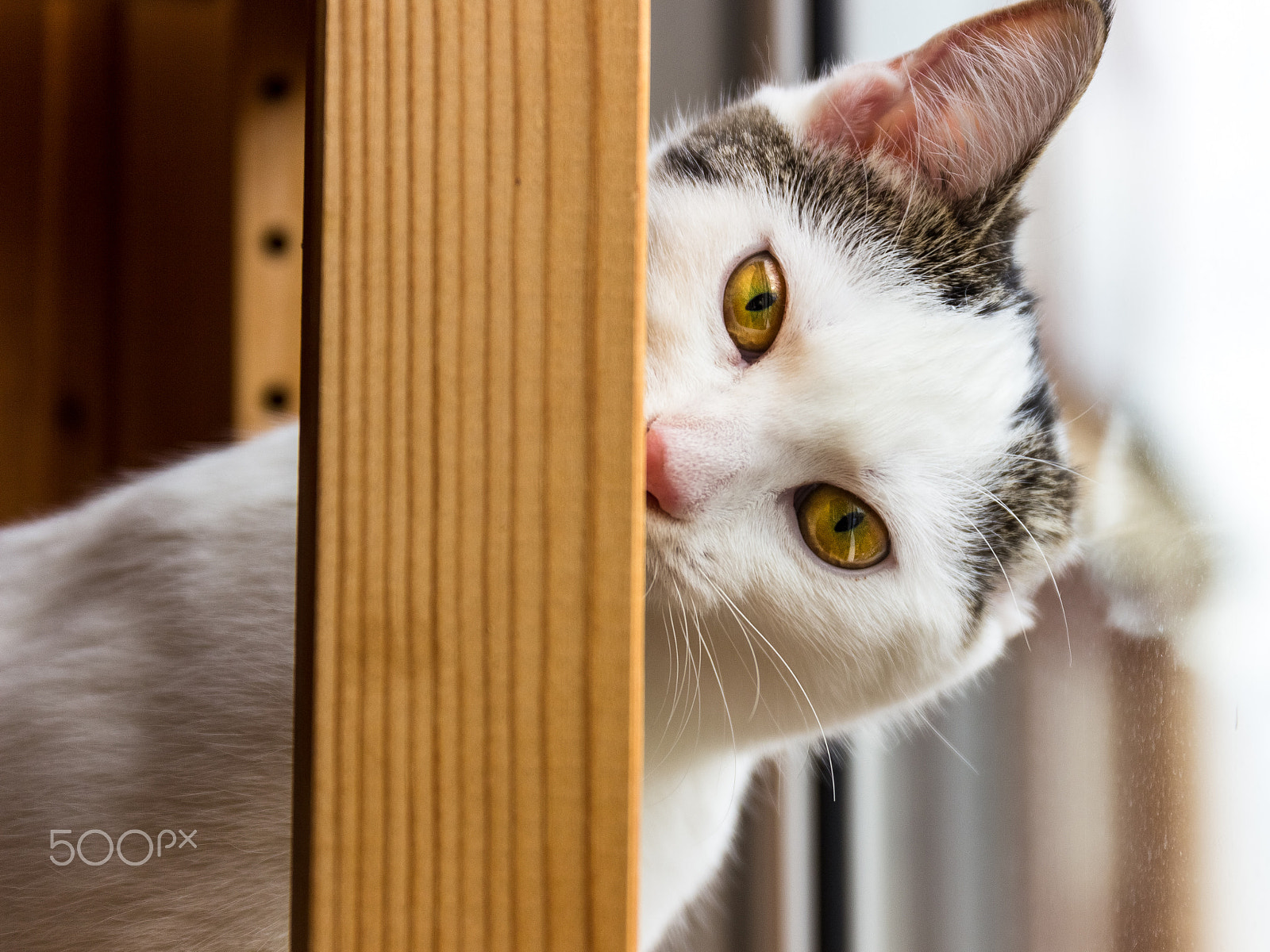 Canon EF 24-70mm F4L IS USM sample photo. Theona the cat photography