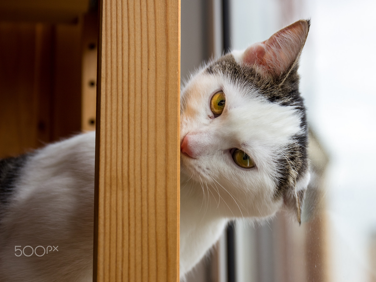 Canon EF 24-70mm F4L IS USM sample photo. Theona the cat photography