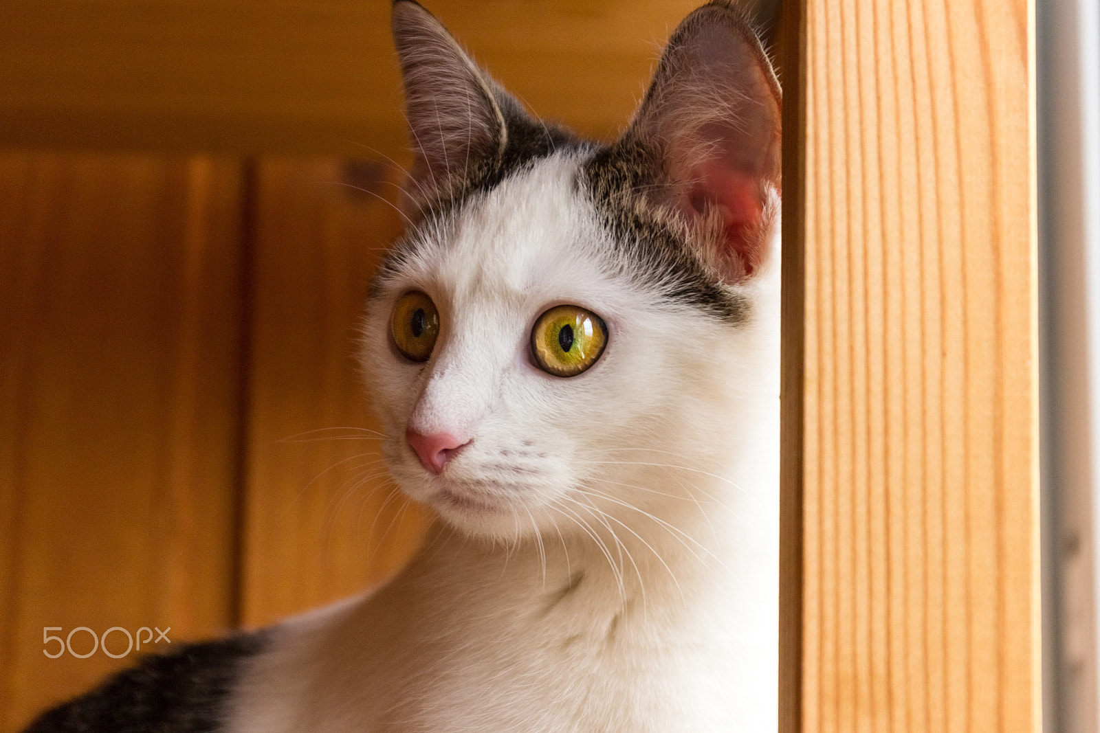 Canon EF 24-70mm F4L IS USM sample photo. Theona the cat photography