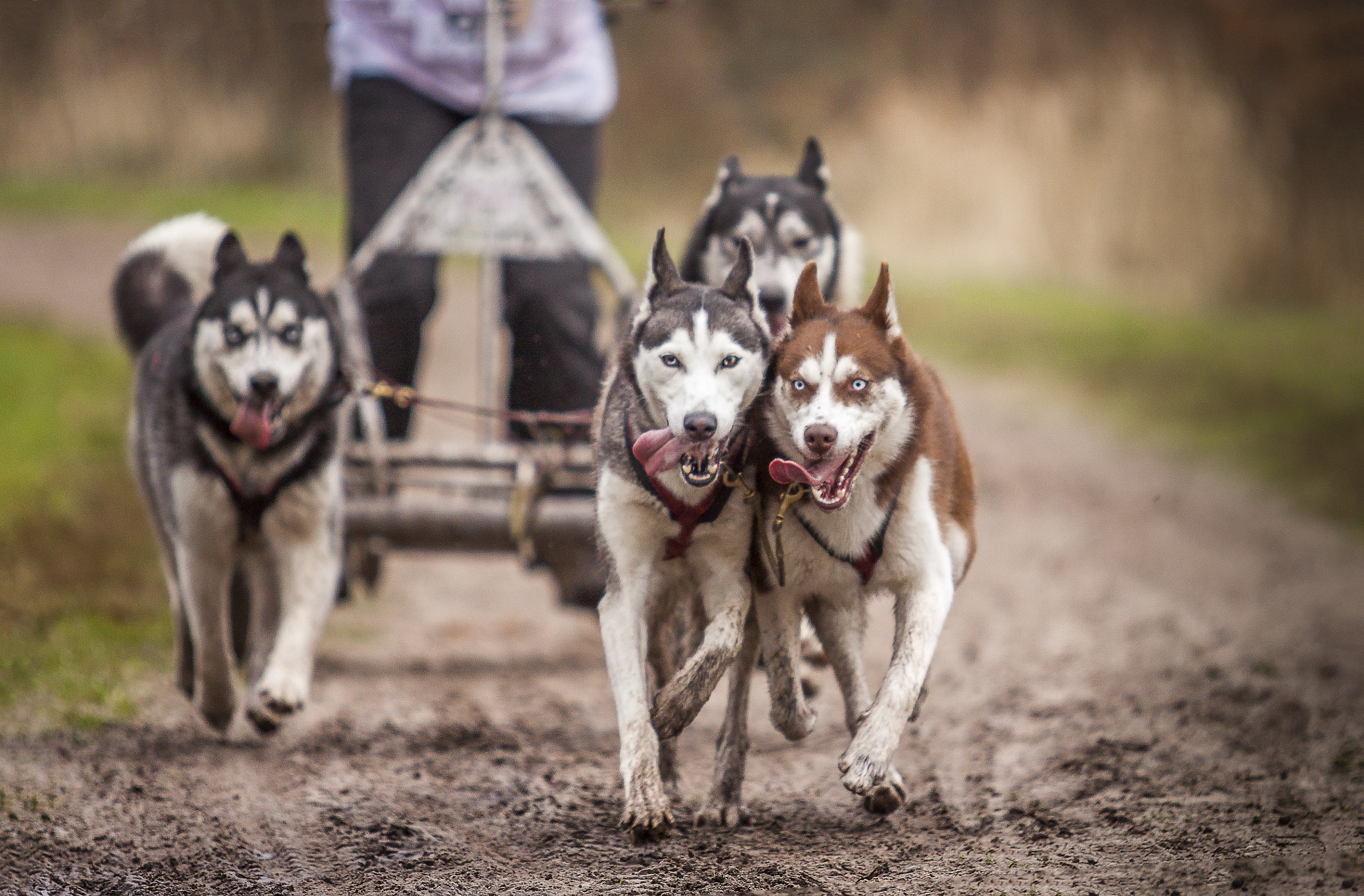 Canon EF 70-200mm F2.8L USM sample photo. Siberian huskies photography
