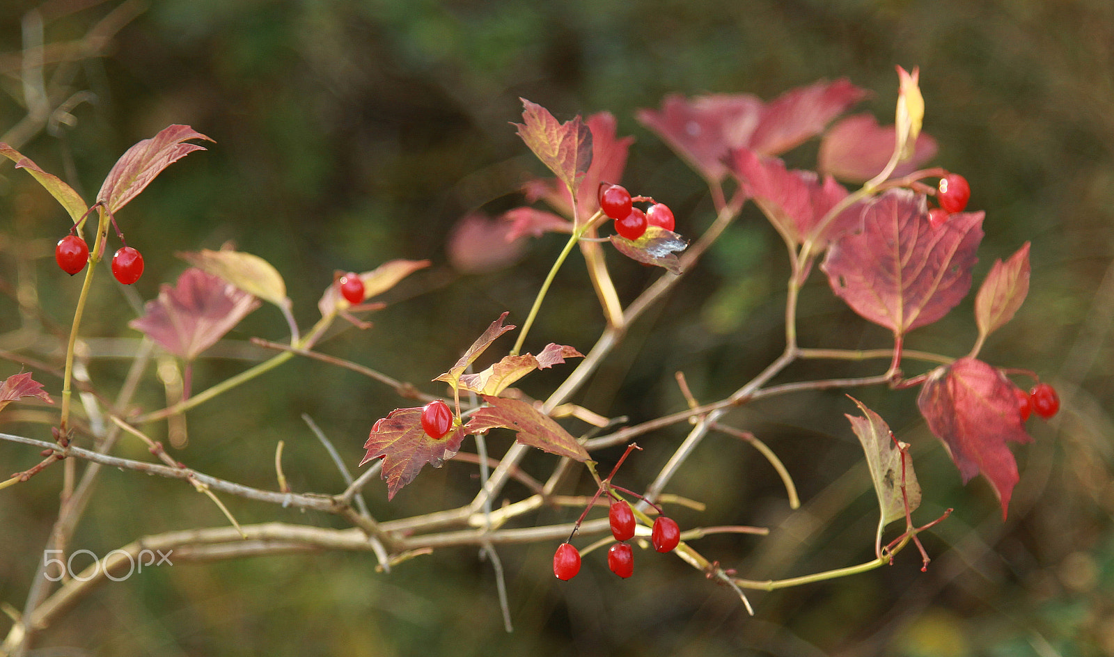 Canon EOS 1200D (EOS Rebel T5 / EOS Kiss X70 / EOS Hi) sample photo. Red berry photography