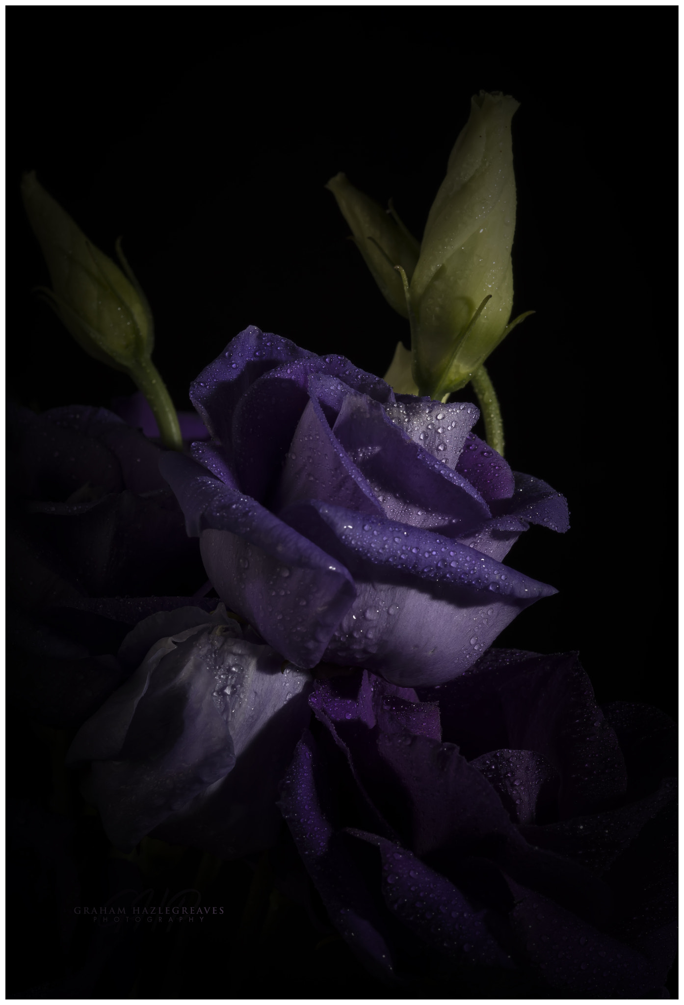 ZEISS Milvus 100mm F2 Macro sample photo. The colour purple photography