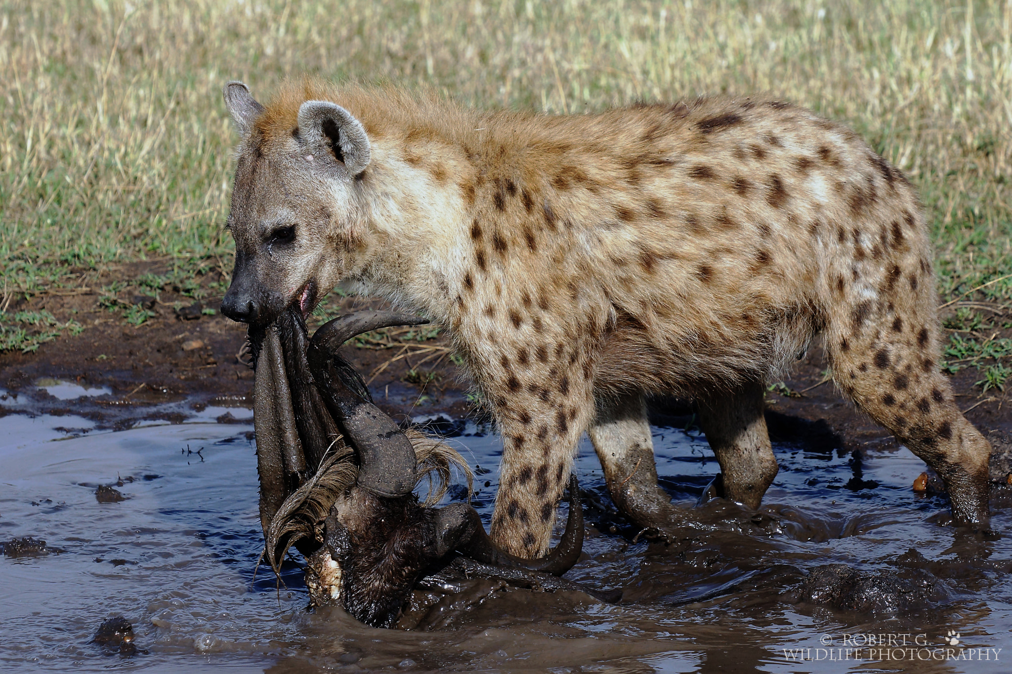Sony SLT-A77 + Minolta/Sony AF 70-200mm F2.8 G sample photo. Hyena in water   masai mara 2016 photography
