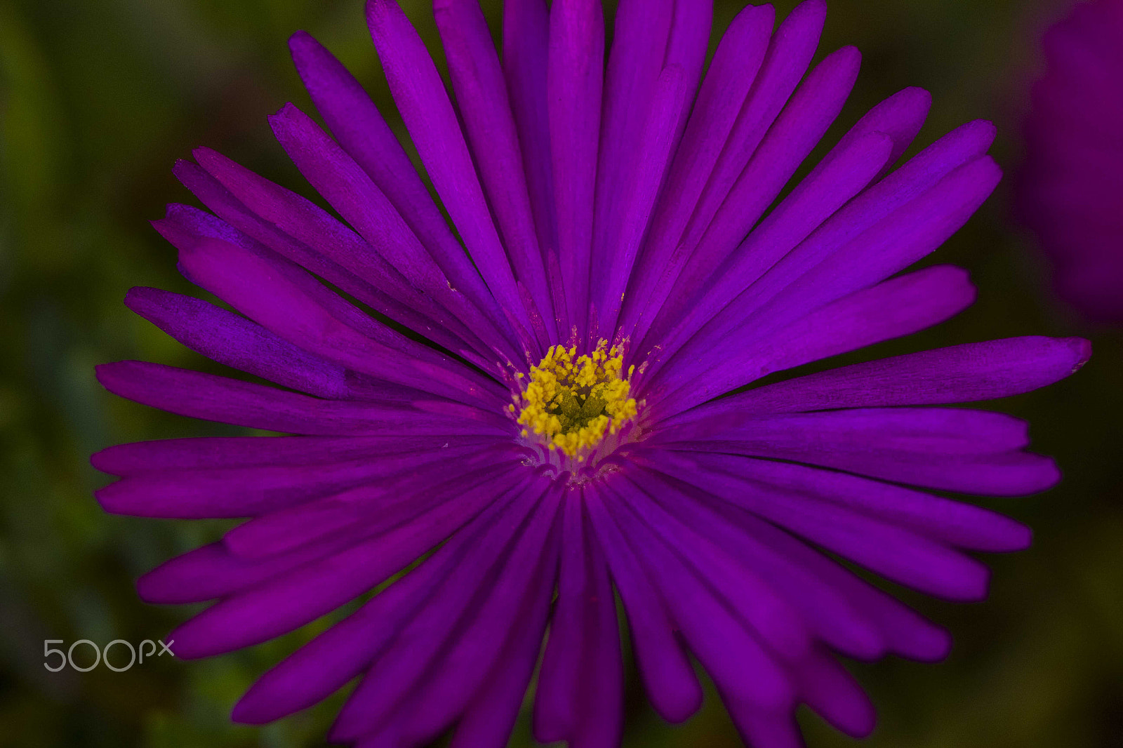 Canon EF 100mm F2.8L Macro IS USM sample photo. Flor mora 1 photography