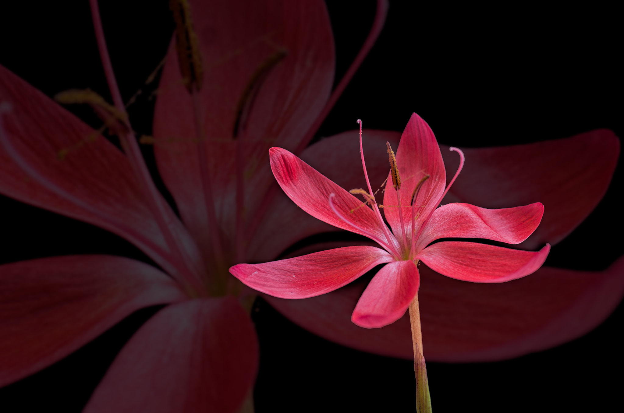 smc PENTAX-F MACRO 50mm F2.8 sample photo. Kaffir lily ii photography