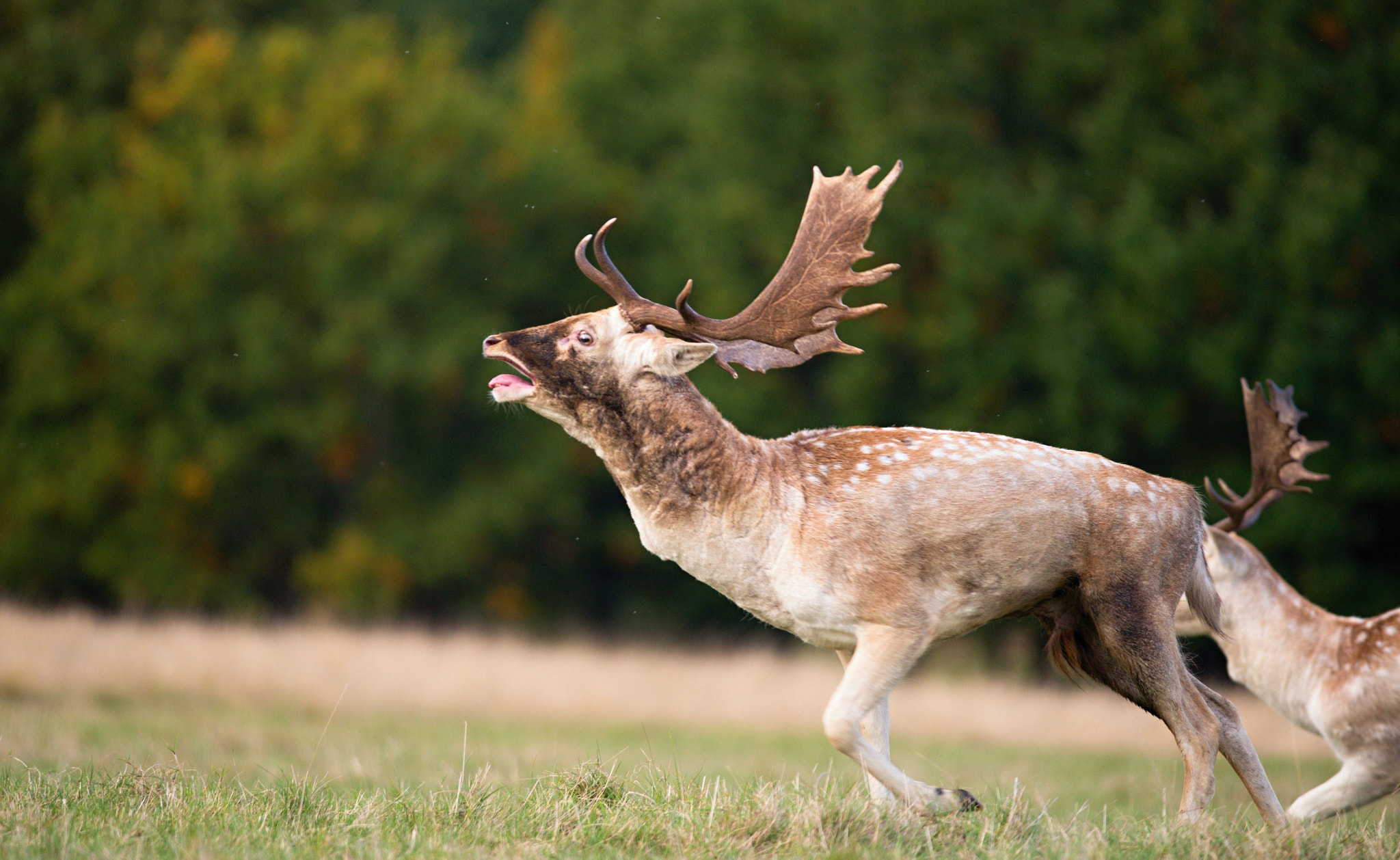 Nikon D610 + Nikon AF-S Nikkor 300mm F4D ED-IF sample photo. Dsc photography