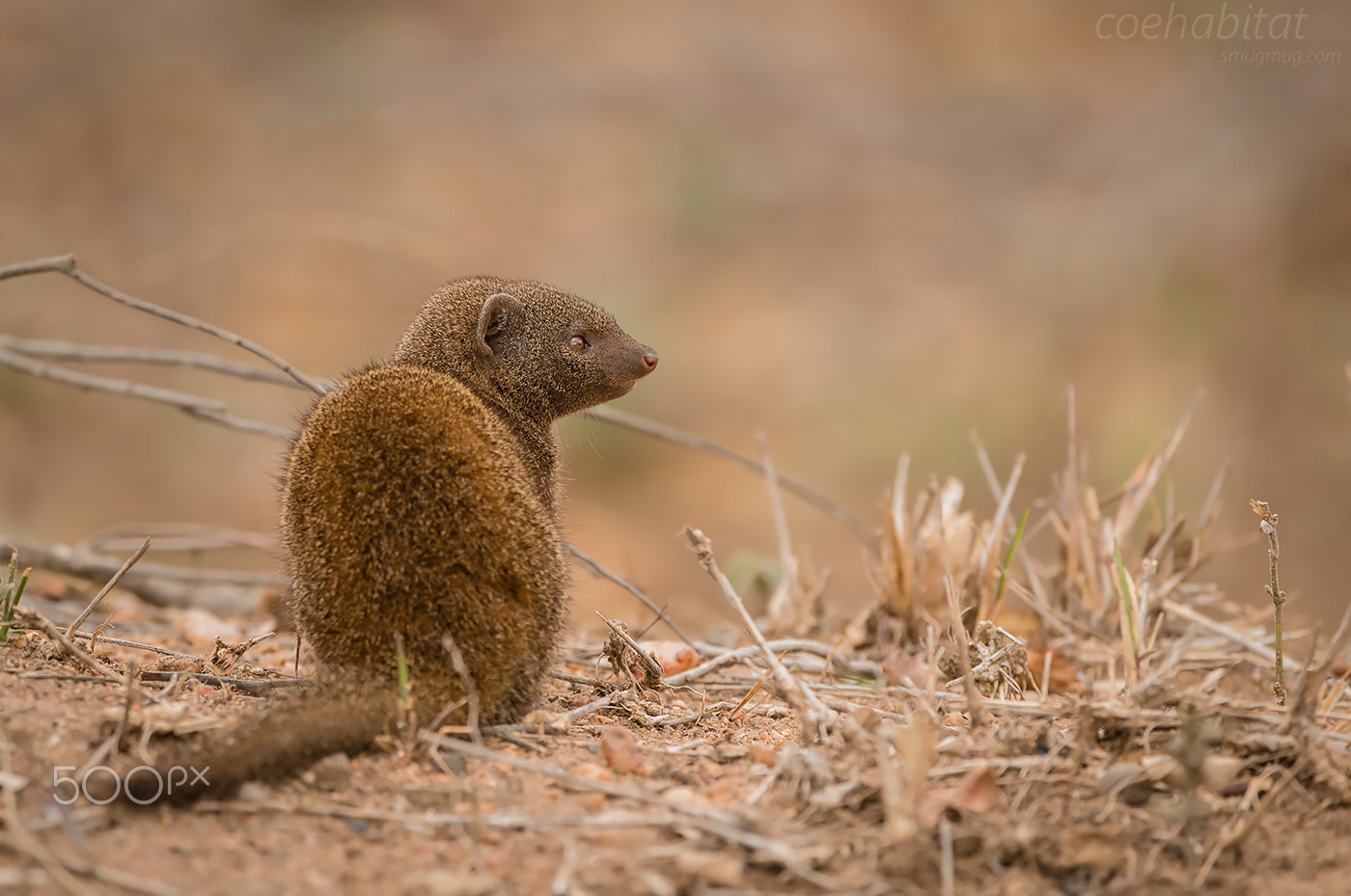 Nikon AF-S Nikkor 200-400mm F4G ED-IF VR sample photo. Dwarf mongoose photography