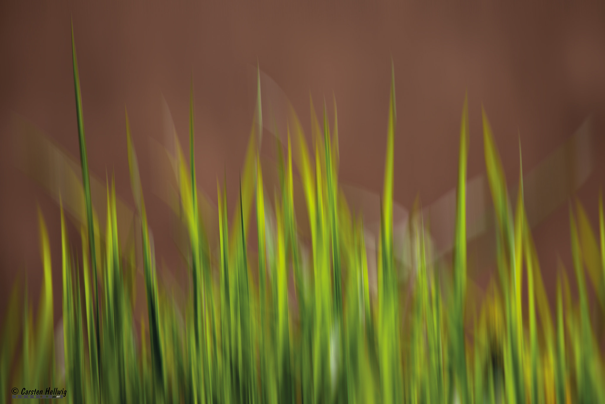 EF75-300mm f/4-5.6 sample photo. Only weed photography