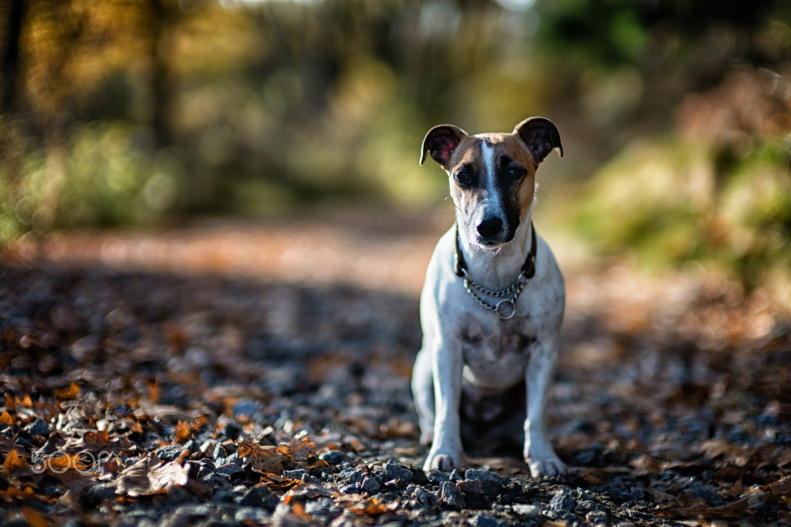 Leica Noctilux-M 50mm F0.95 ASPH sample photo. Like this? photography