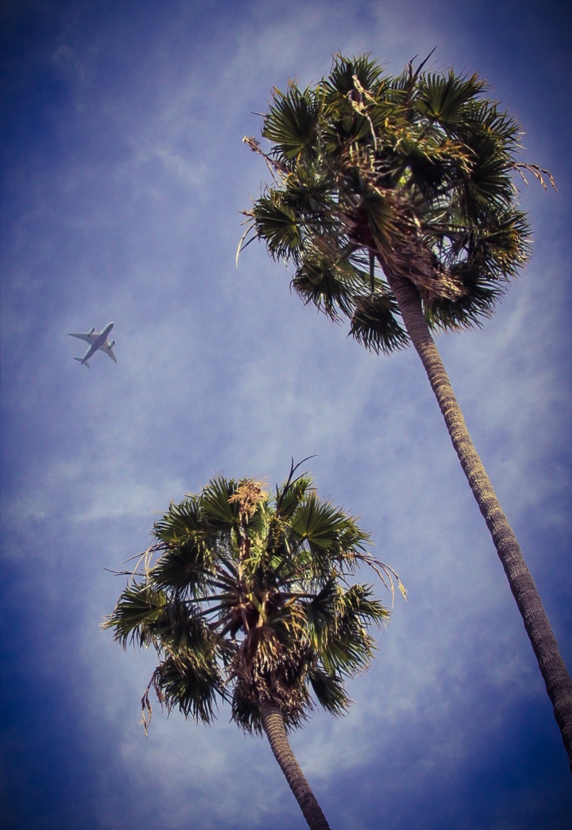 Canon 18-200mm sample photo. Palms and... photography